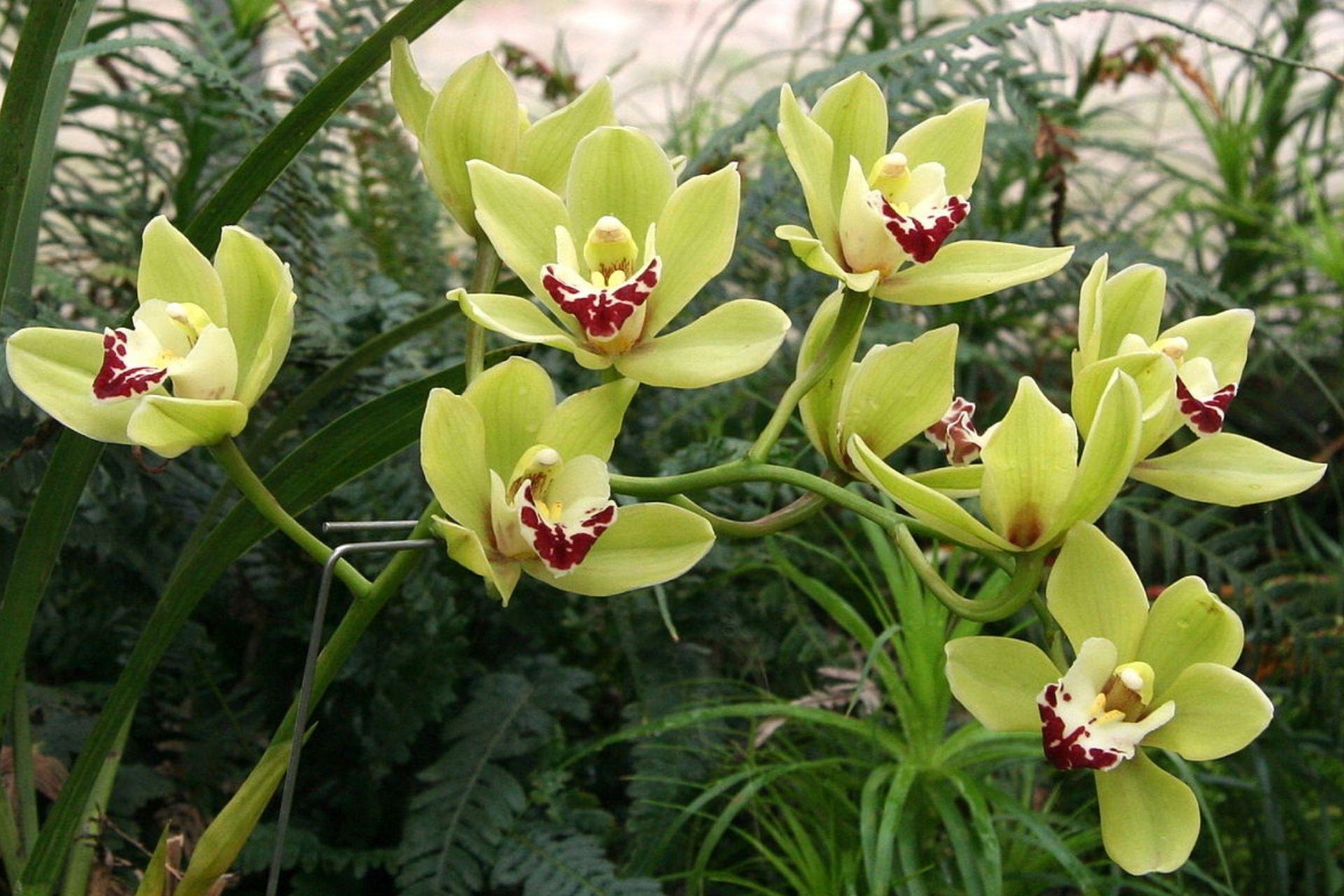 Orchidea-verde.jpg