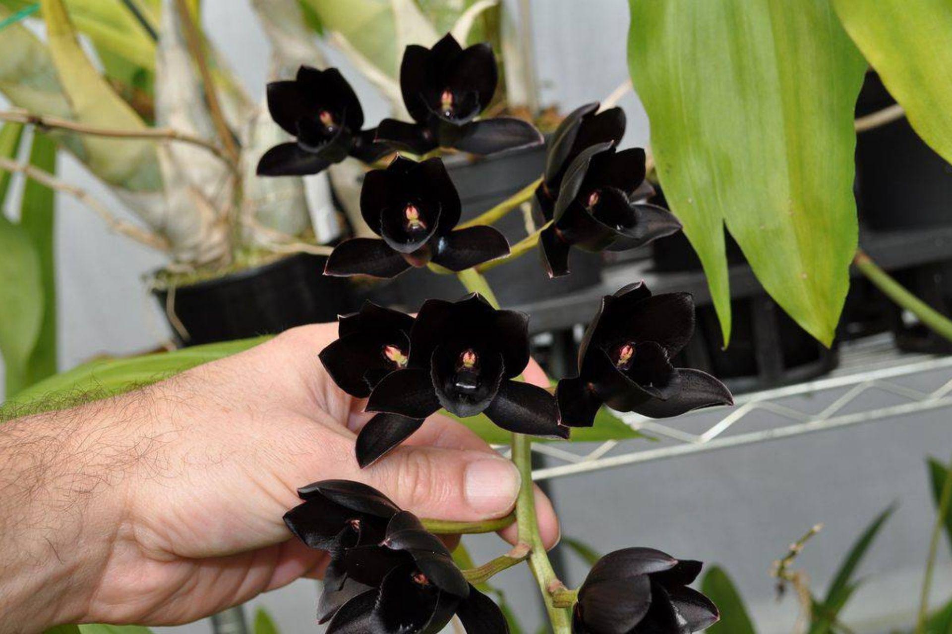 Orchidee-nere-rid.jpg