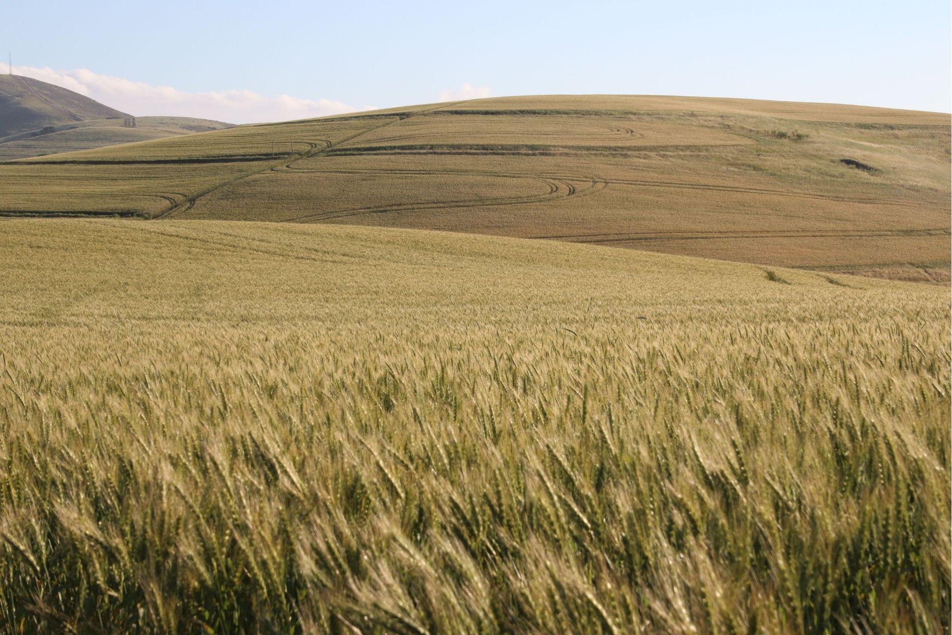 Paesaggio-agricolo-agricultural-landscape.jpg Paesaggio-agricolo-agricultural-landscape.jpg