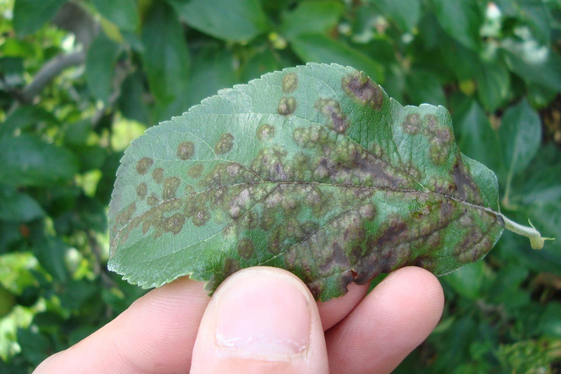 Patologia-vegetale-malattie-e-difesa-delle-piante-Plant-pathology-plant-diseases-and-defense.jpg Patologia-vegetale-malattie-e-difesa-delle-piante-Plant-pathology-plant-diseases-and-defense.jpg