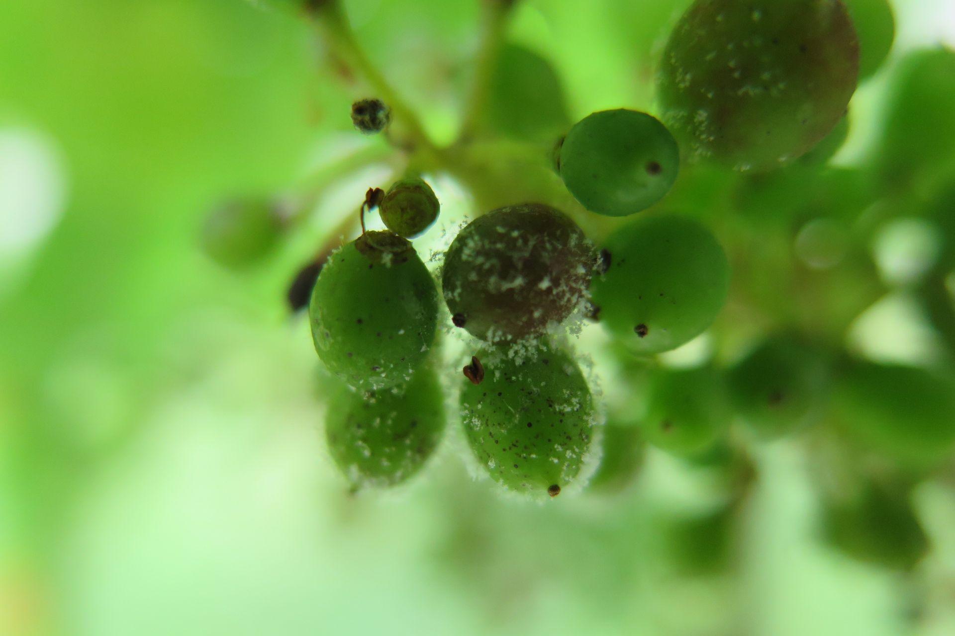 Peronospora-della-Vite-acini-grappolo-grapes-bunch-of-grapes-Downy-Mildew-of-Grapevines-BioAksxter-Magazine-Copyright.jpg