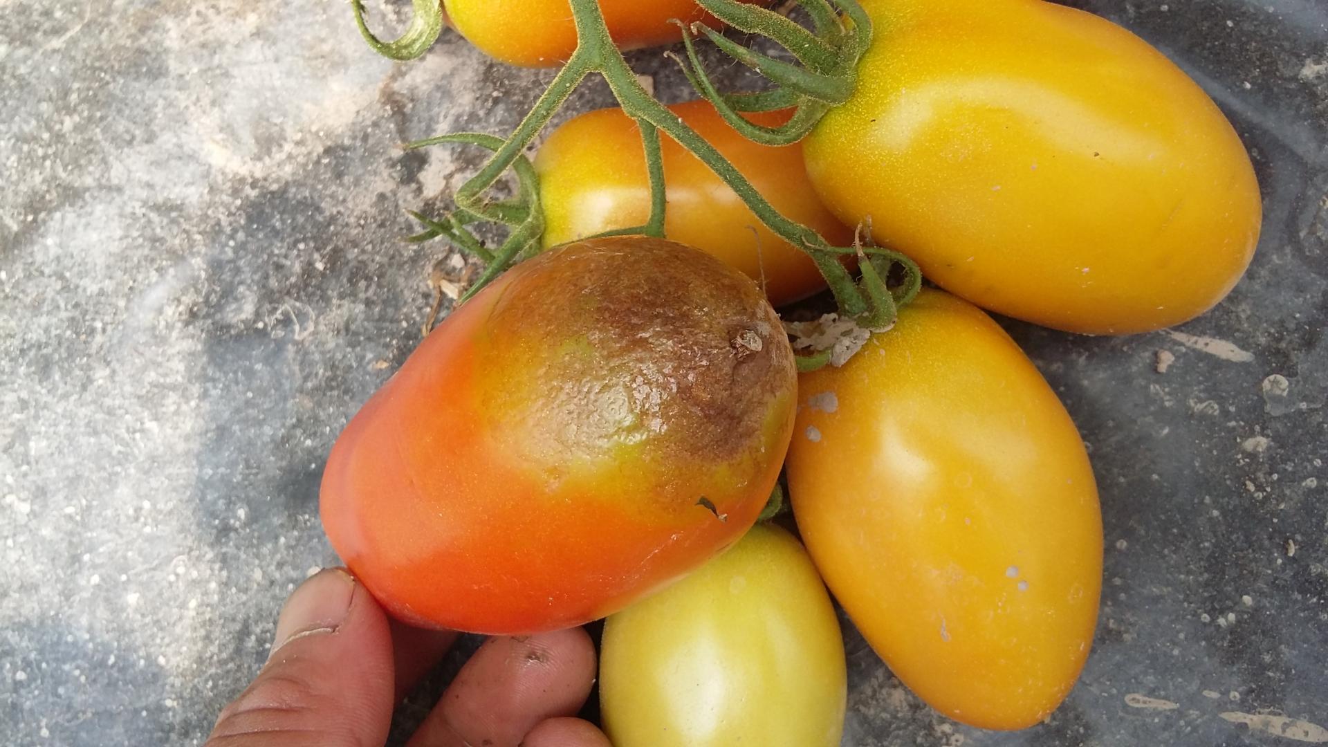 peronospora-pomodoro-sintomi-cause-cosa-fare.jpg