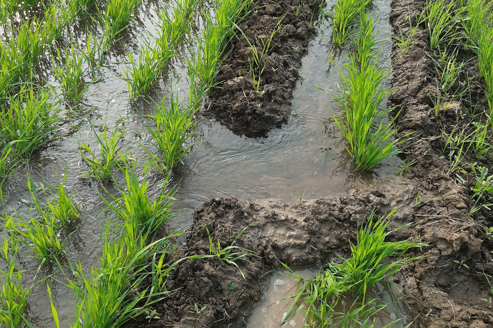 PFAS-nelle-acque-di-irrigazione-PFAS-in-irrigation-water.jpg