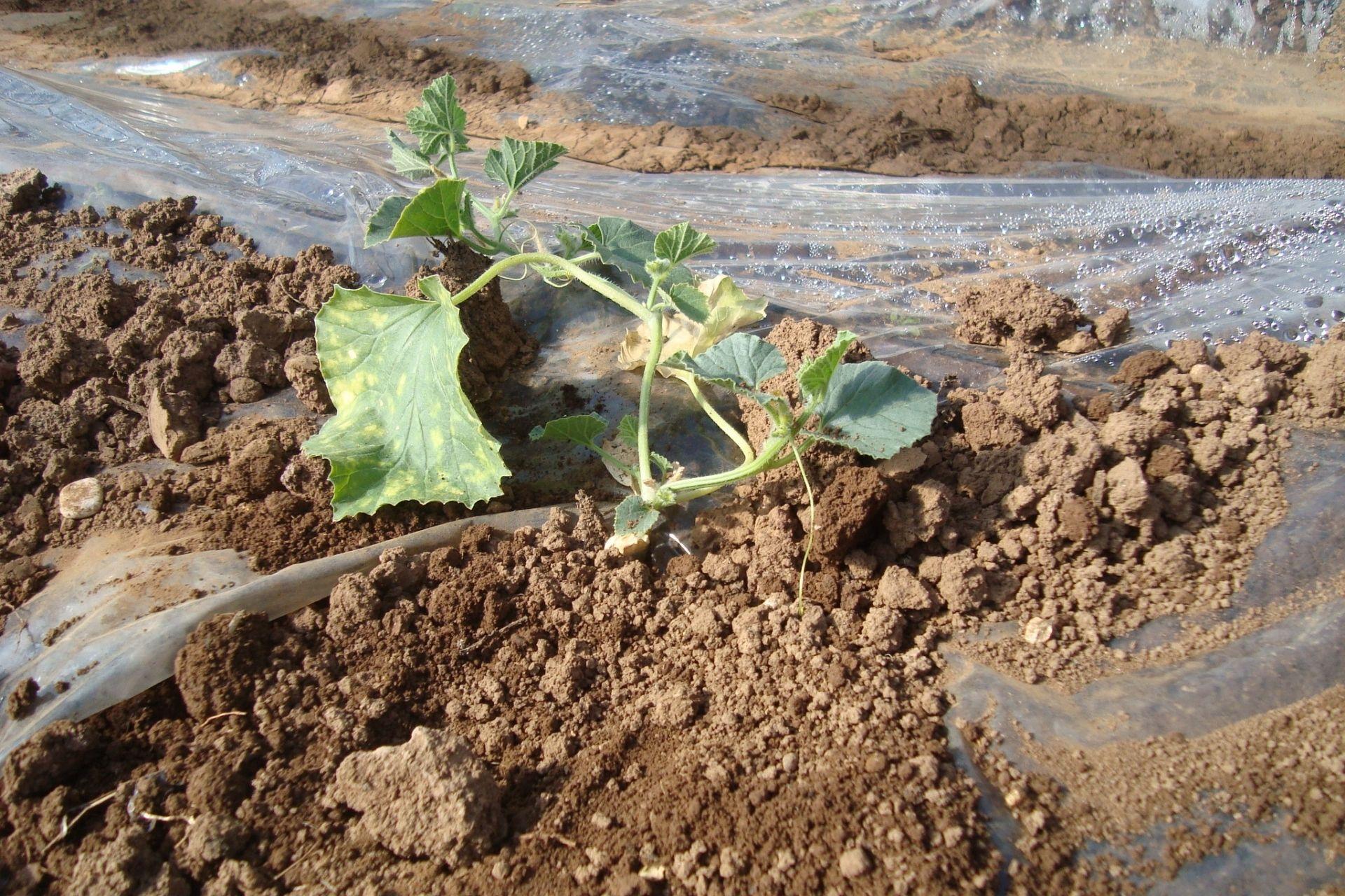 Pianta-di-melone-colpita-da-nematodi.jpg