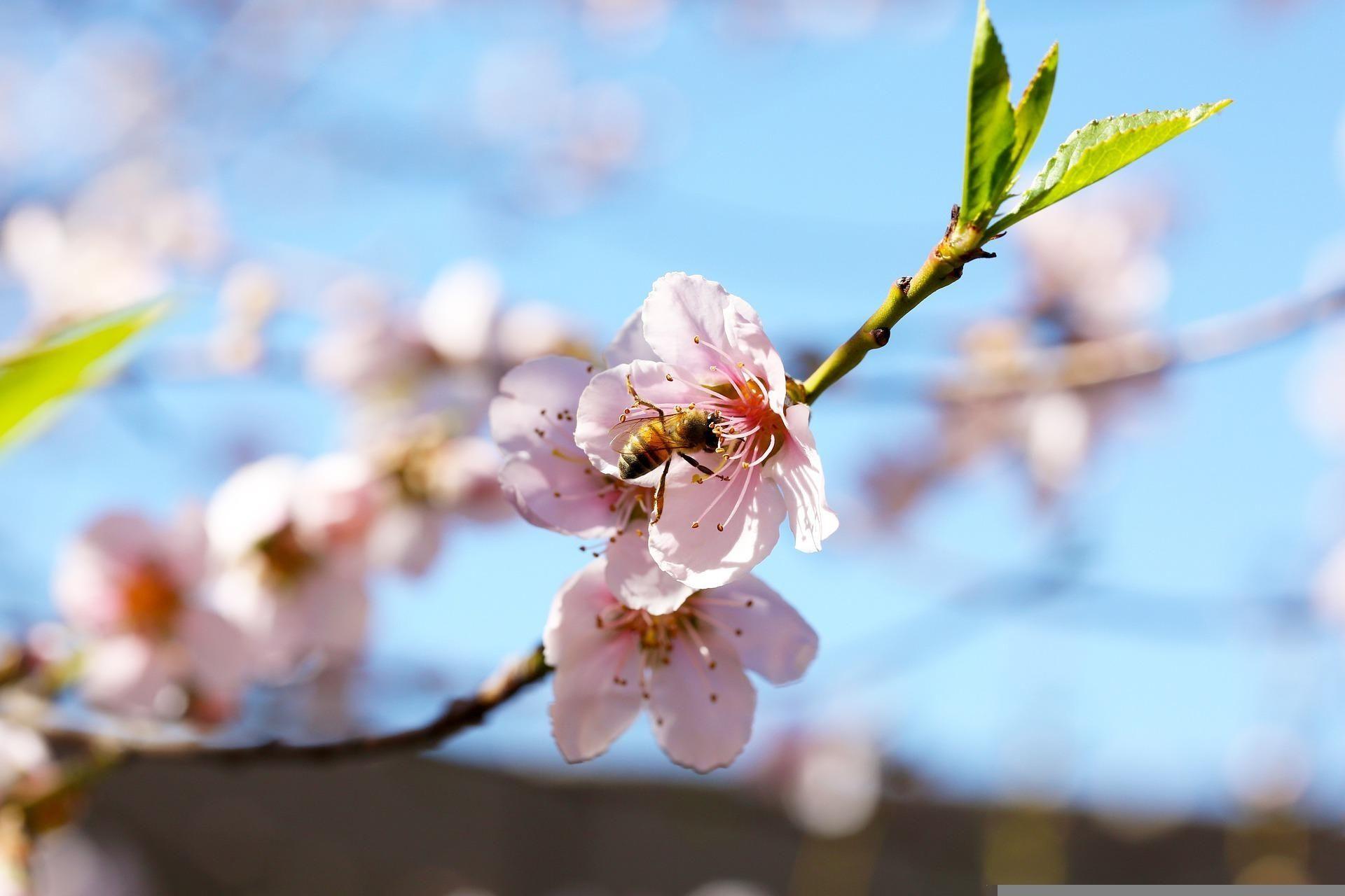 Poche-api-poca-impollinazione-poco-cibo.jpg