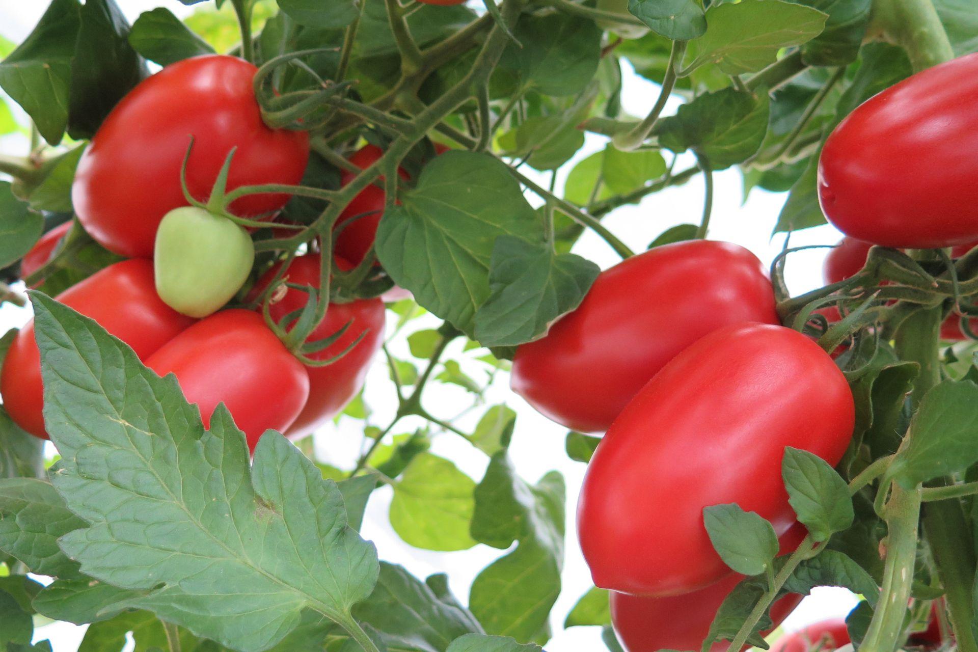 Pomodori-coltivati-con-BioAksxter.jpg