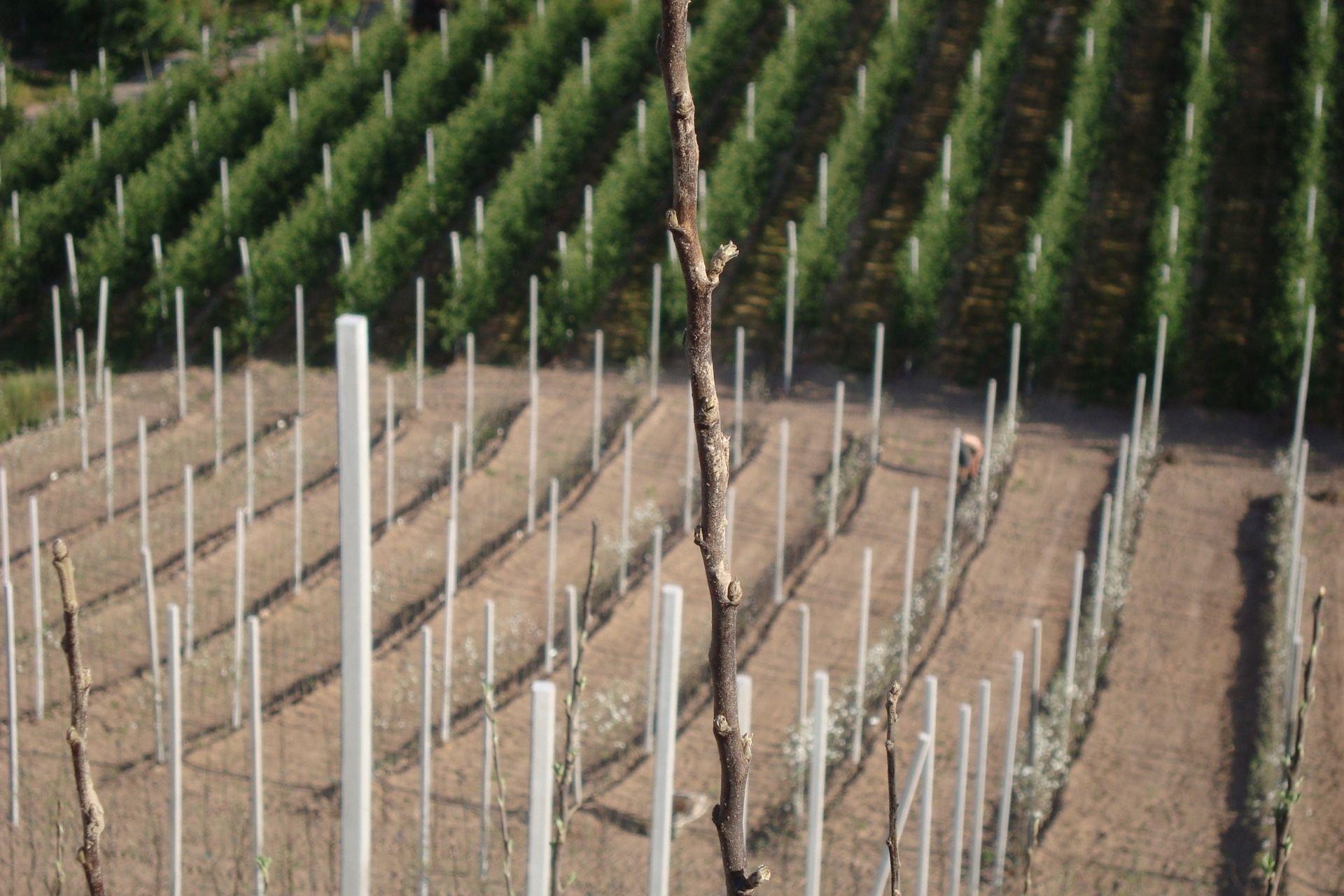 Preparazione-del-terreno-agricolo.jpg