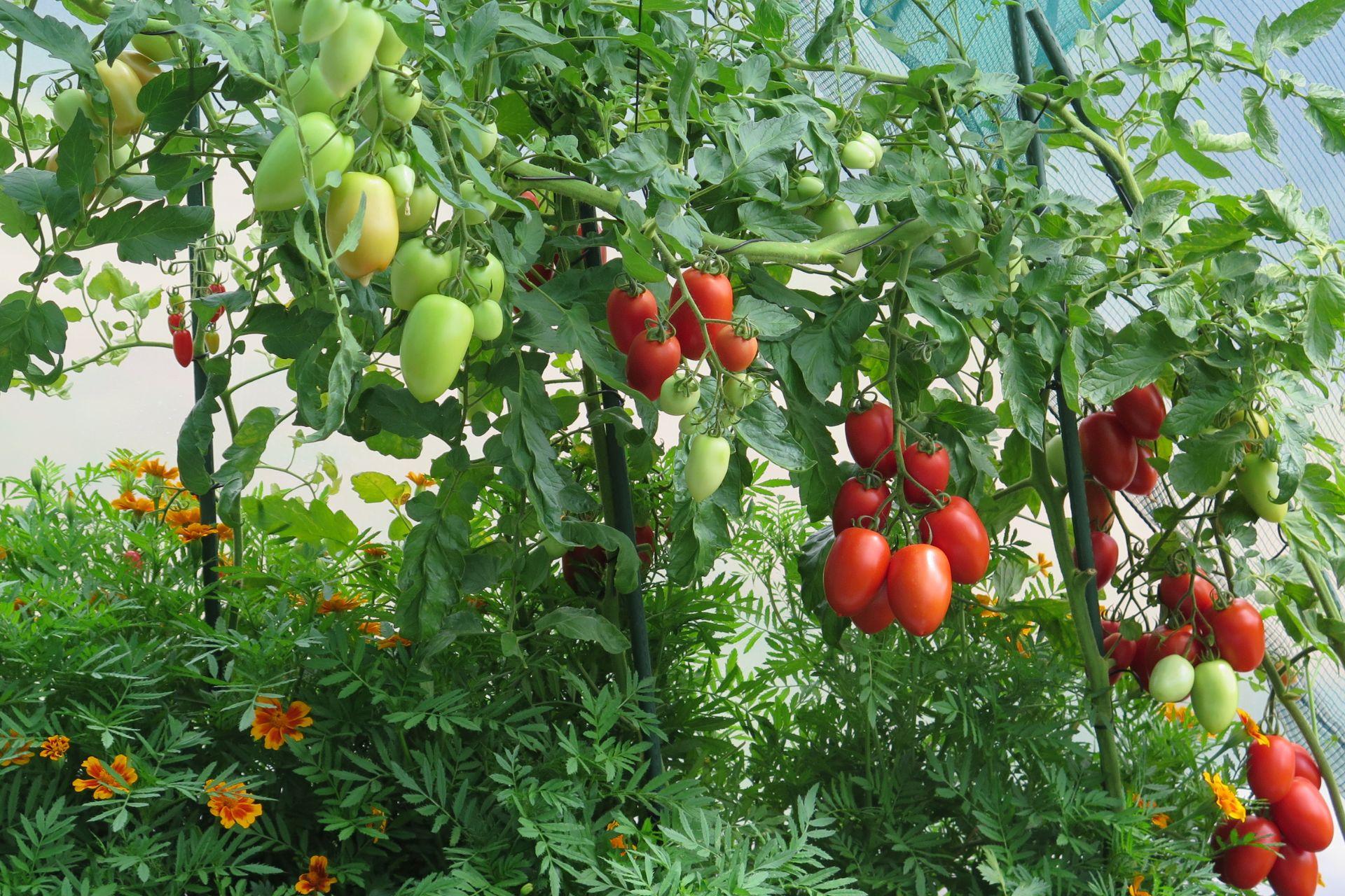 Prodotti-agricoli-coltivati-con-BioAksxter-ricchi-di-nutrienti-antiossidanti-ricerche-universitarie.jpg