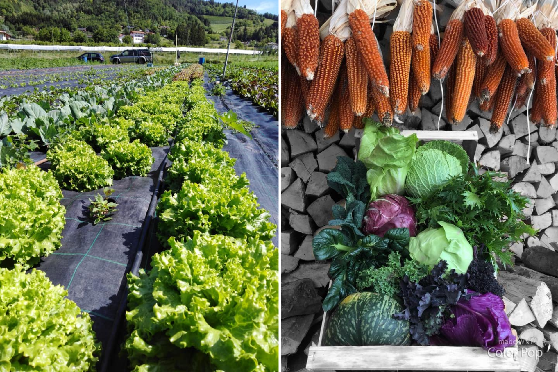 Prodotti-agricoli-coltivati-con-BioAksxter-Trentino.png