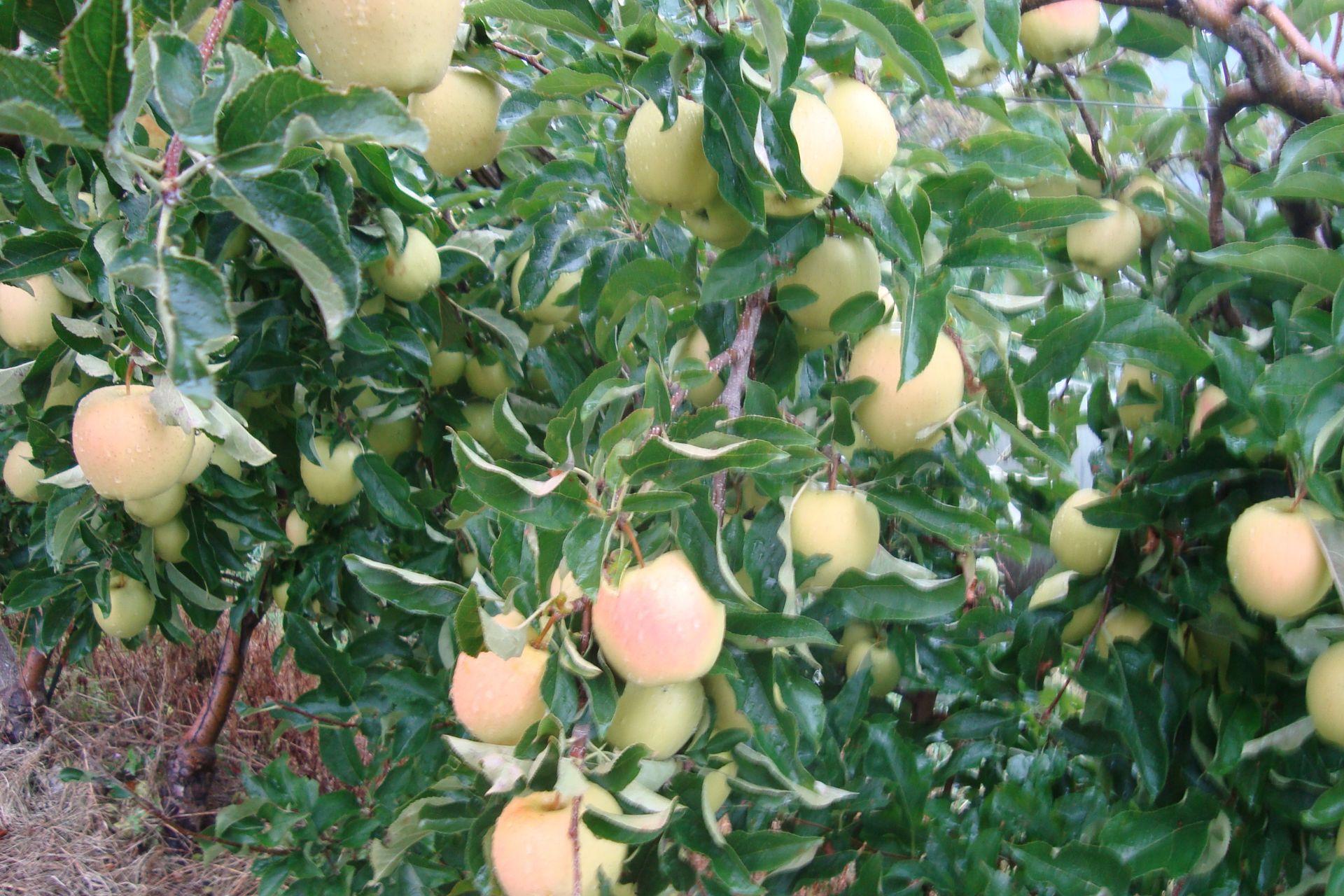 Produzioni-di-qualit-con-BioAksxter-quality-production-with-BioAksxter-apple-farming.jpg