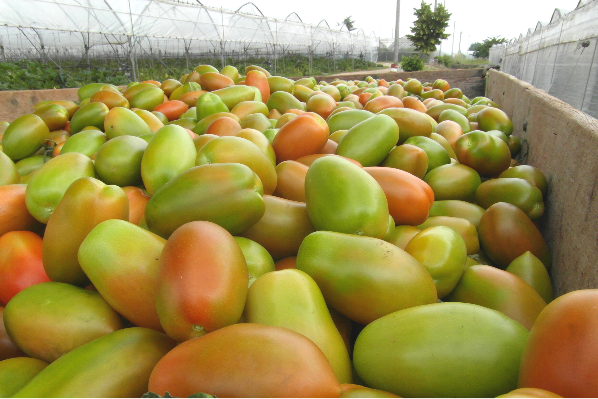 Prolungare-la-shelf-life-dei-prodotti-agricoli-con-BioAksxter.png