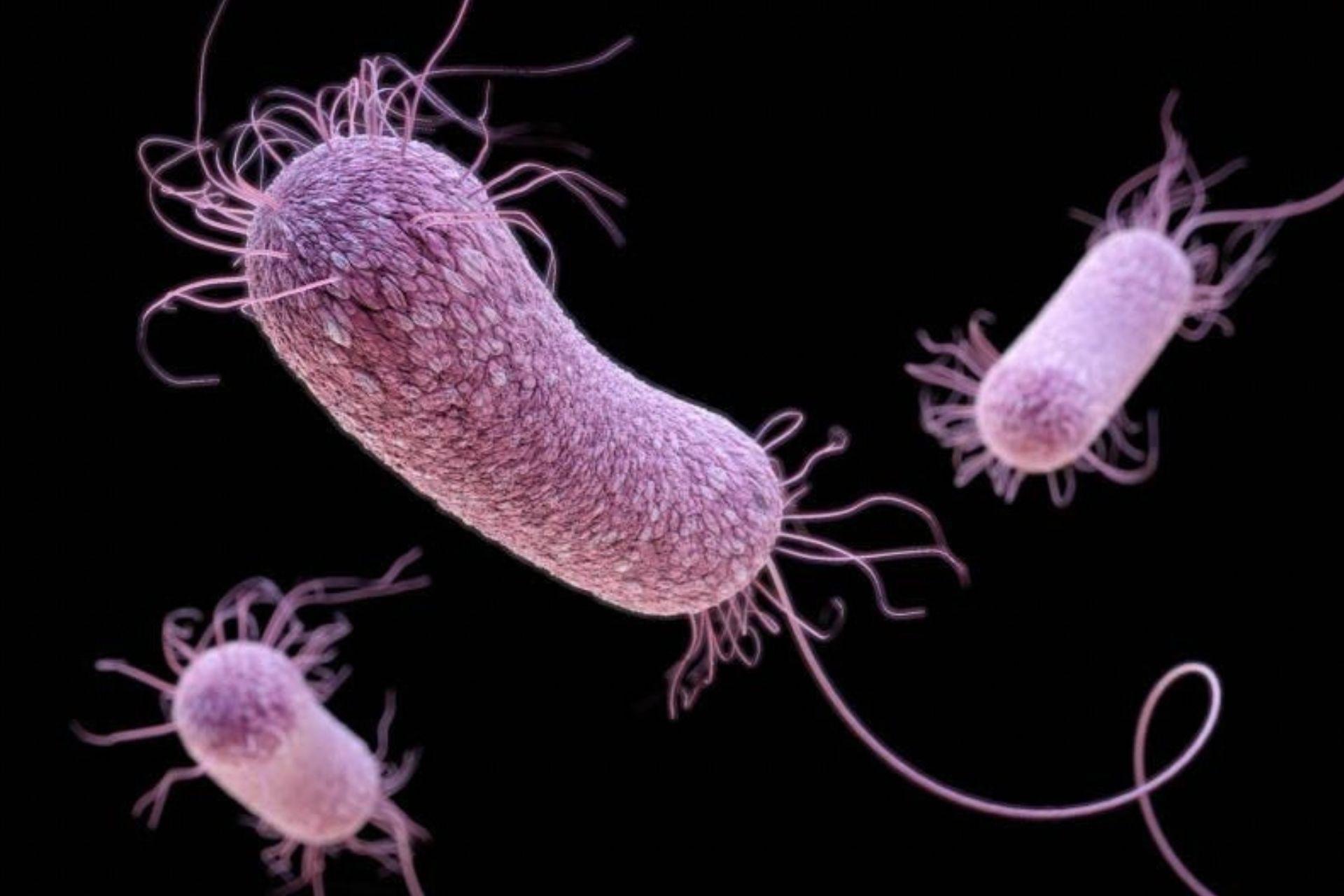 Pseudomonas-aeruginosa.jpg Pseudomonas-aeruginosa.jpg