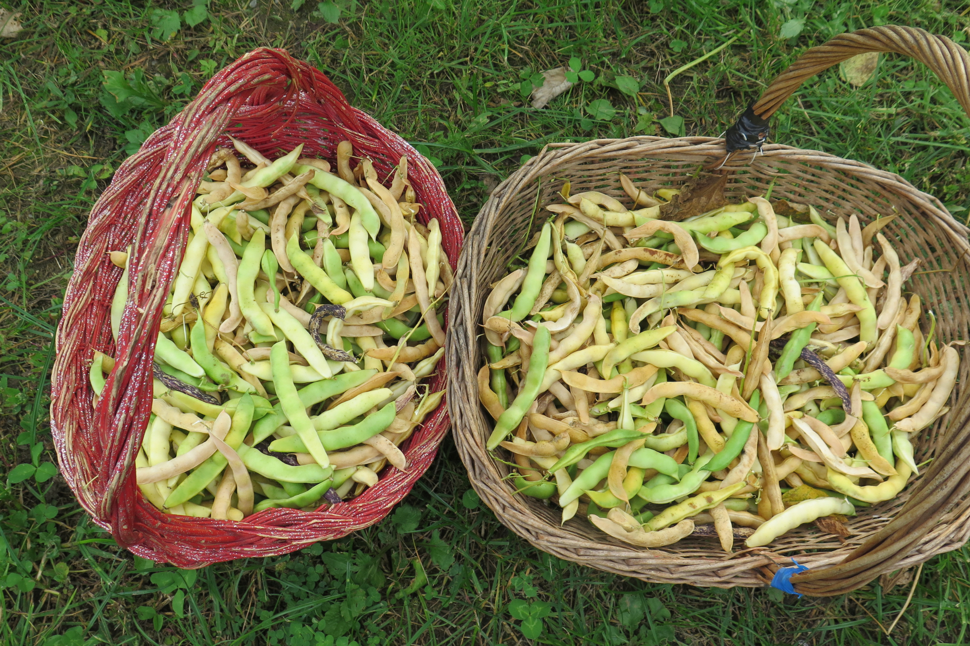 Raccolta-fagiolini-coltivati-con-BioAksxter.png