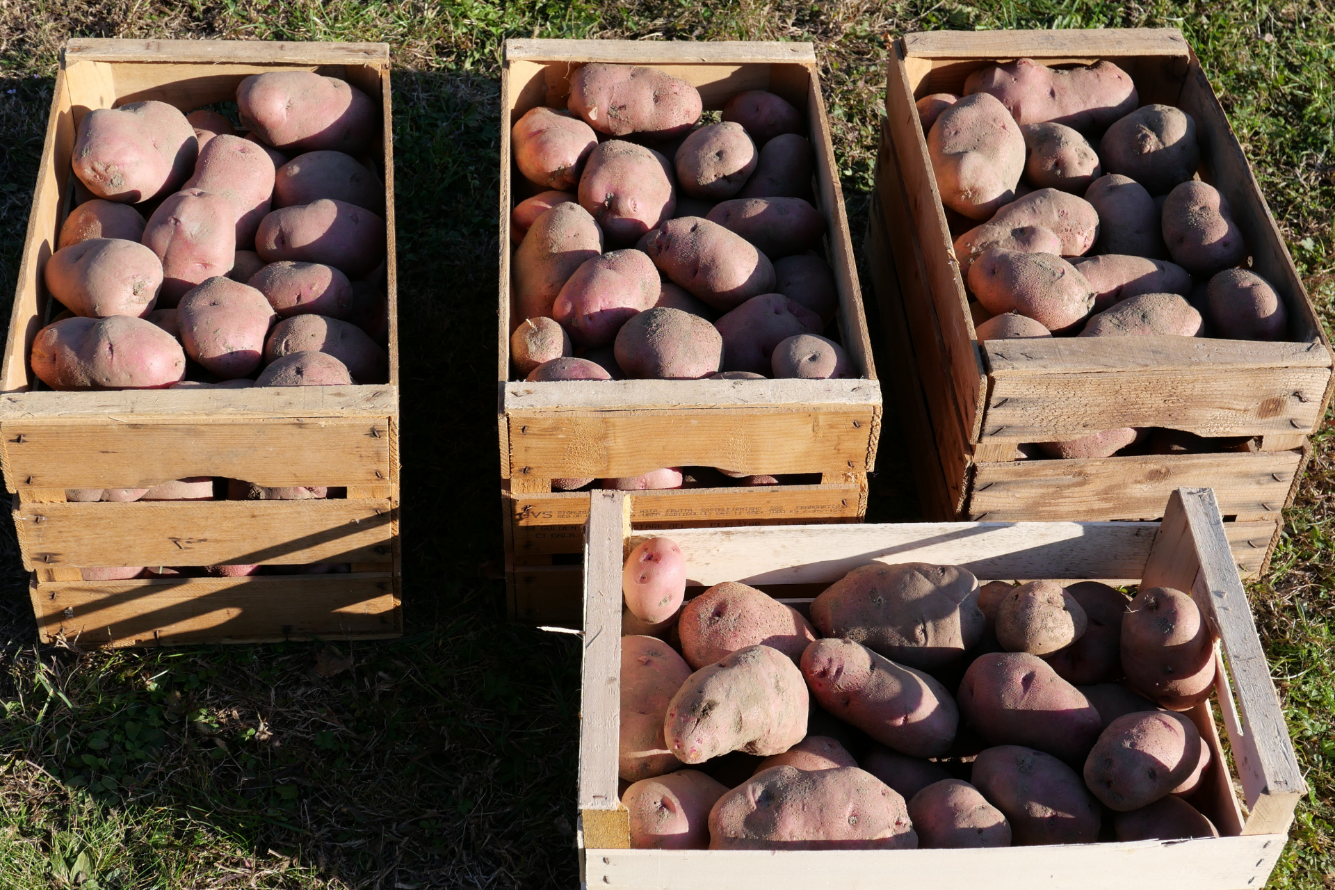 Raccolta-patate-coltivate-con-BioAksxter-fertilizzante-disinquinante.png