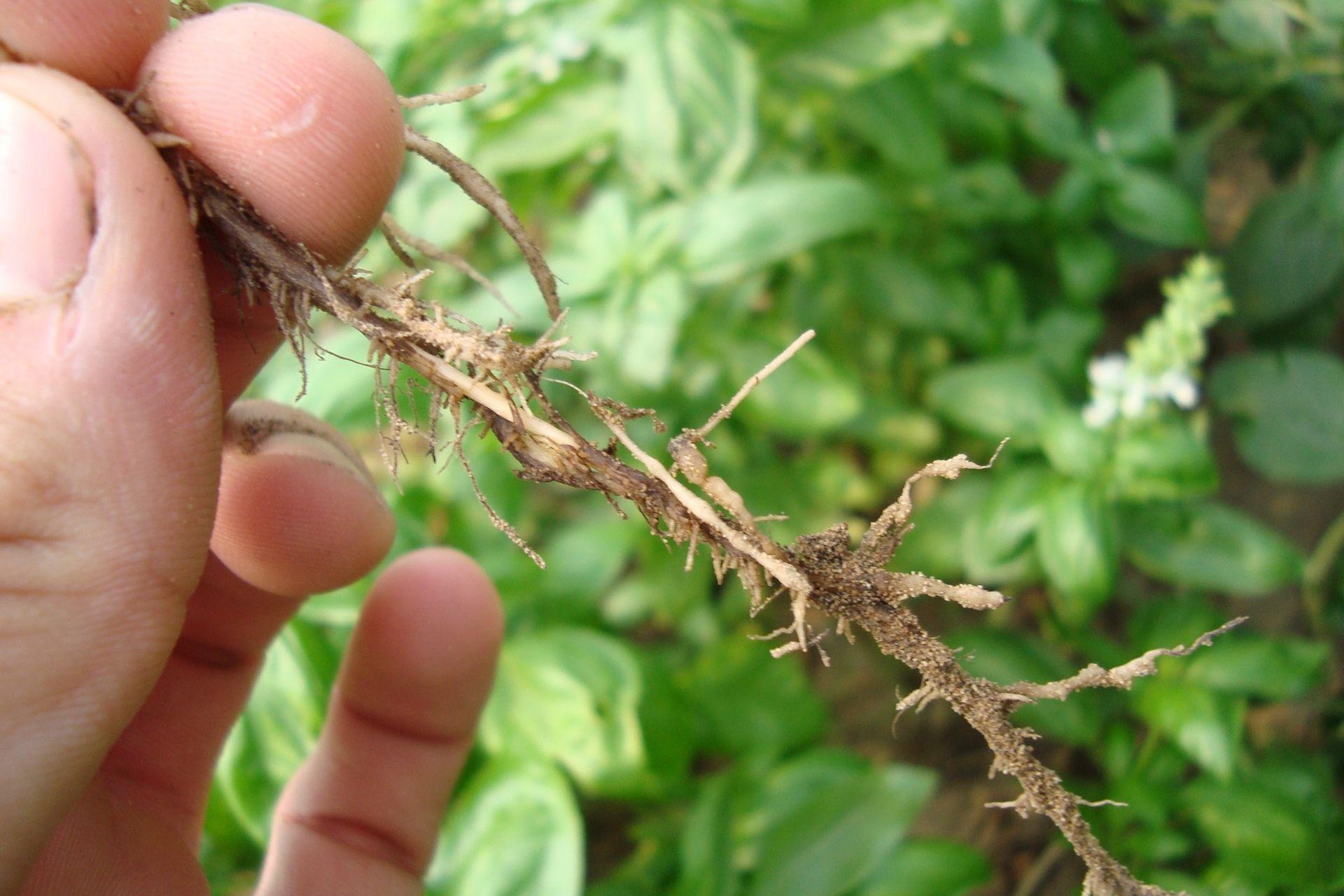 Radice-di-basilico-con-nematodi.jpg