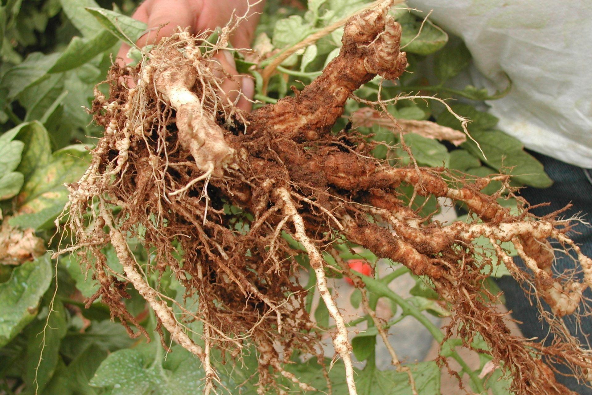 Radice-di-pomodoro-con-nematodi.jpg