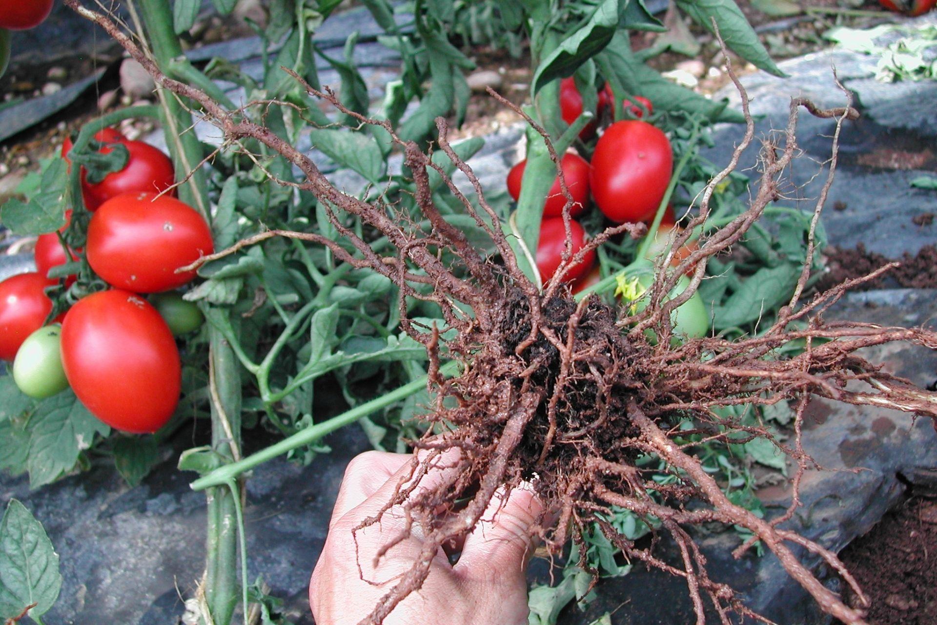 Radici-di-pomodoro-rigenerate-con-BioAksxter-risoluzione-problematica-nematodi.jpg