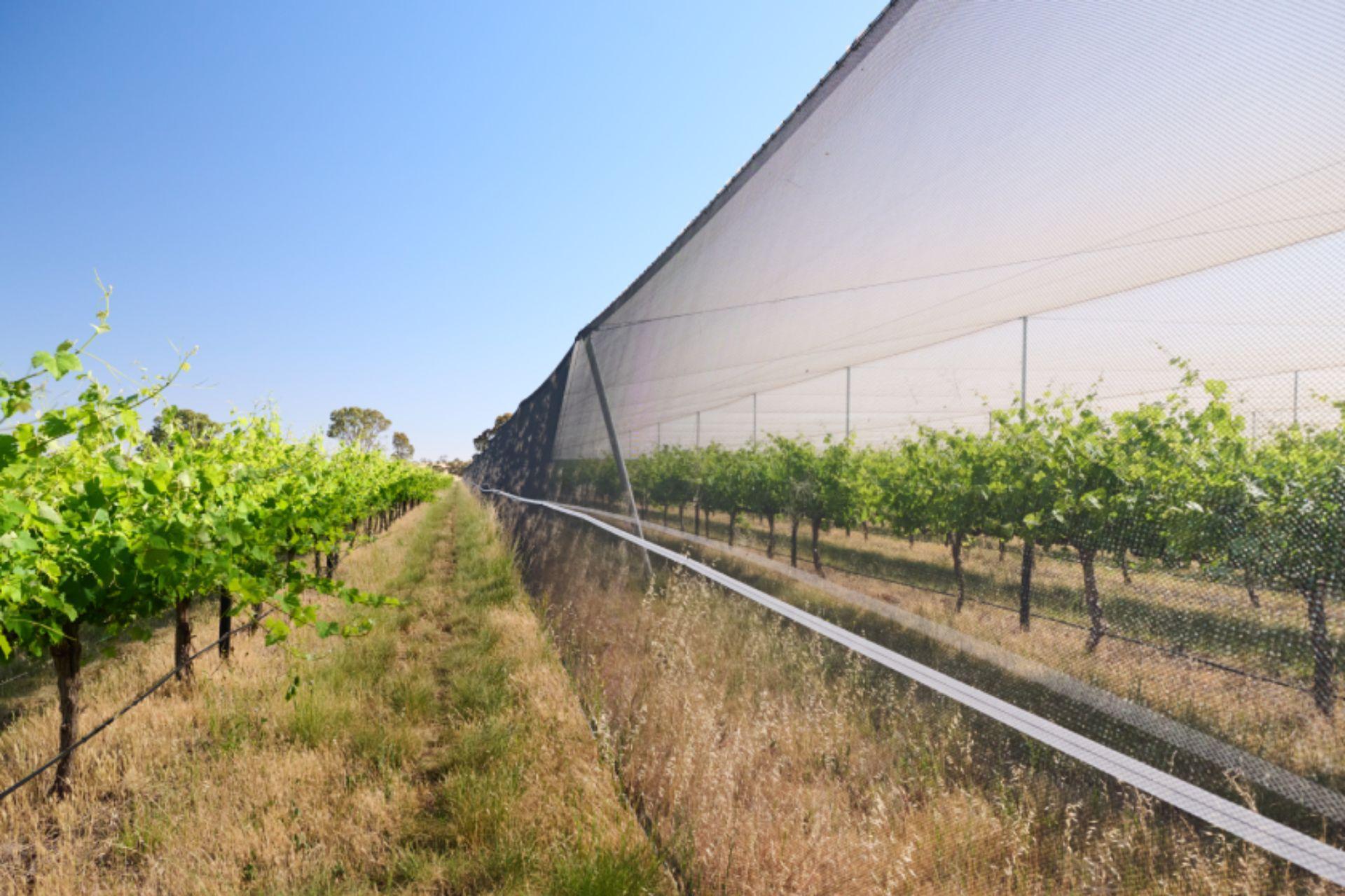 Reti-antigrandine-vigneto-impianto-antigrandine-vigneto.jpg Reti-antigrandine-vigneto-impianto-antigrandine-vigneto.jpg