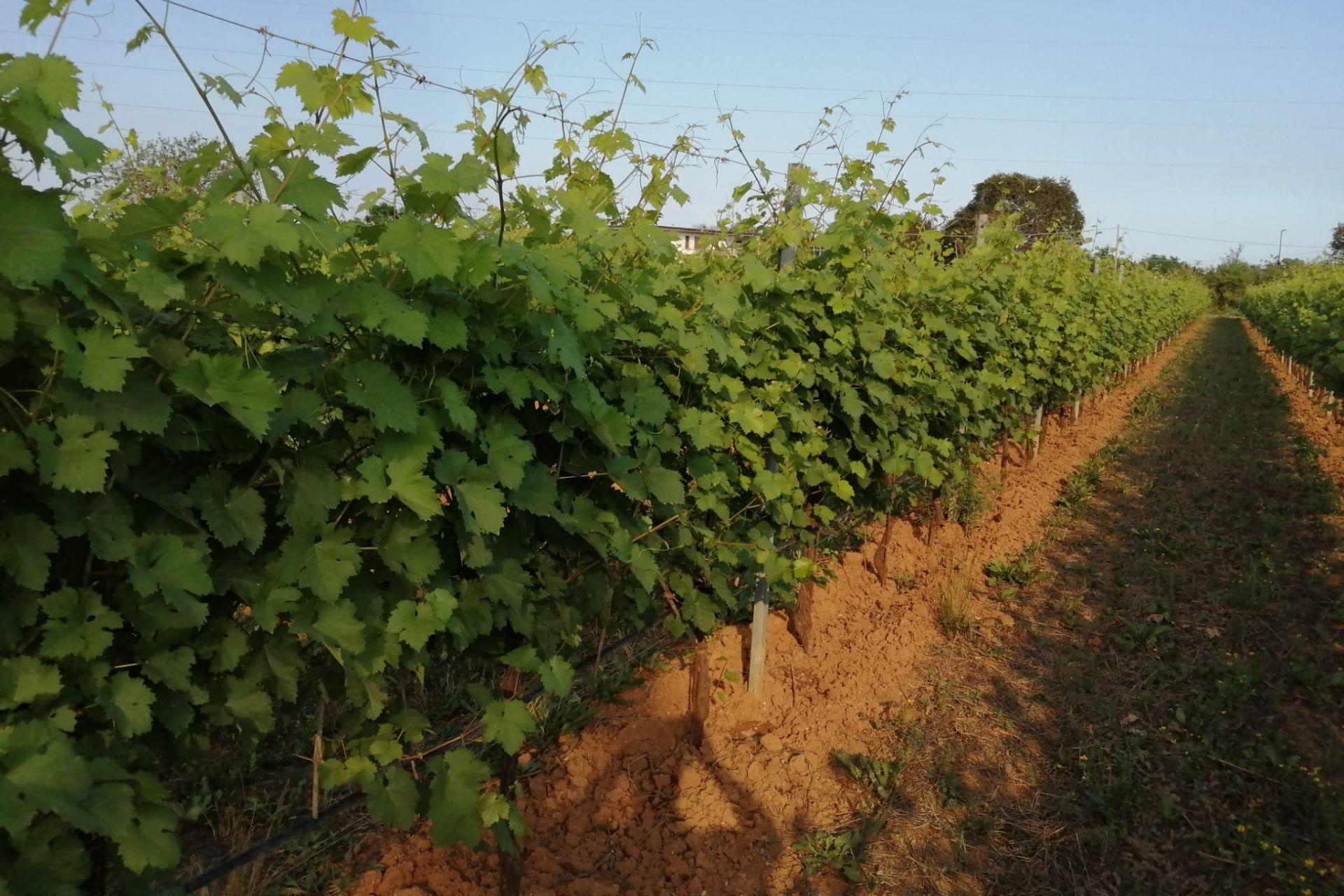 Ripresa-del-vigneto-dopo-30-gg-dalla-fortissima-grandinata-Resumption-of-the-vineyard-after-30-days-from-the-heavy-hailstorm-BioAksxter.jpg