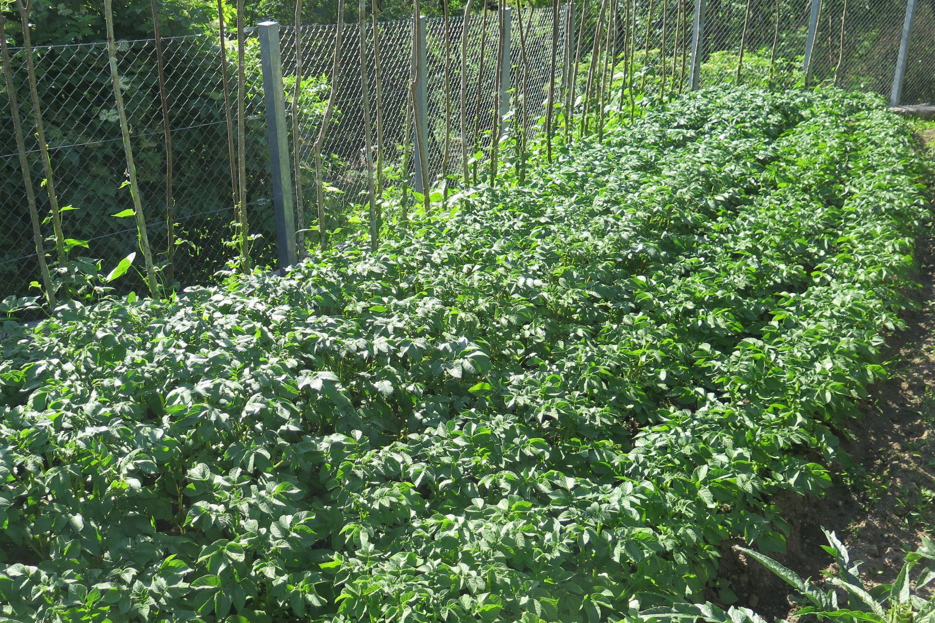 Ripresa-delle-colture-trattate-con-BioAksxter-dopo-solo-7-gg-dalla-tempesta-Recovery-of-crops-treated-with-BioAksxter-after-only-7-days-after-the-storm.jpg