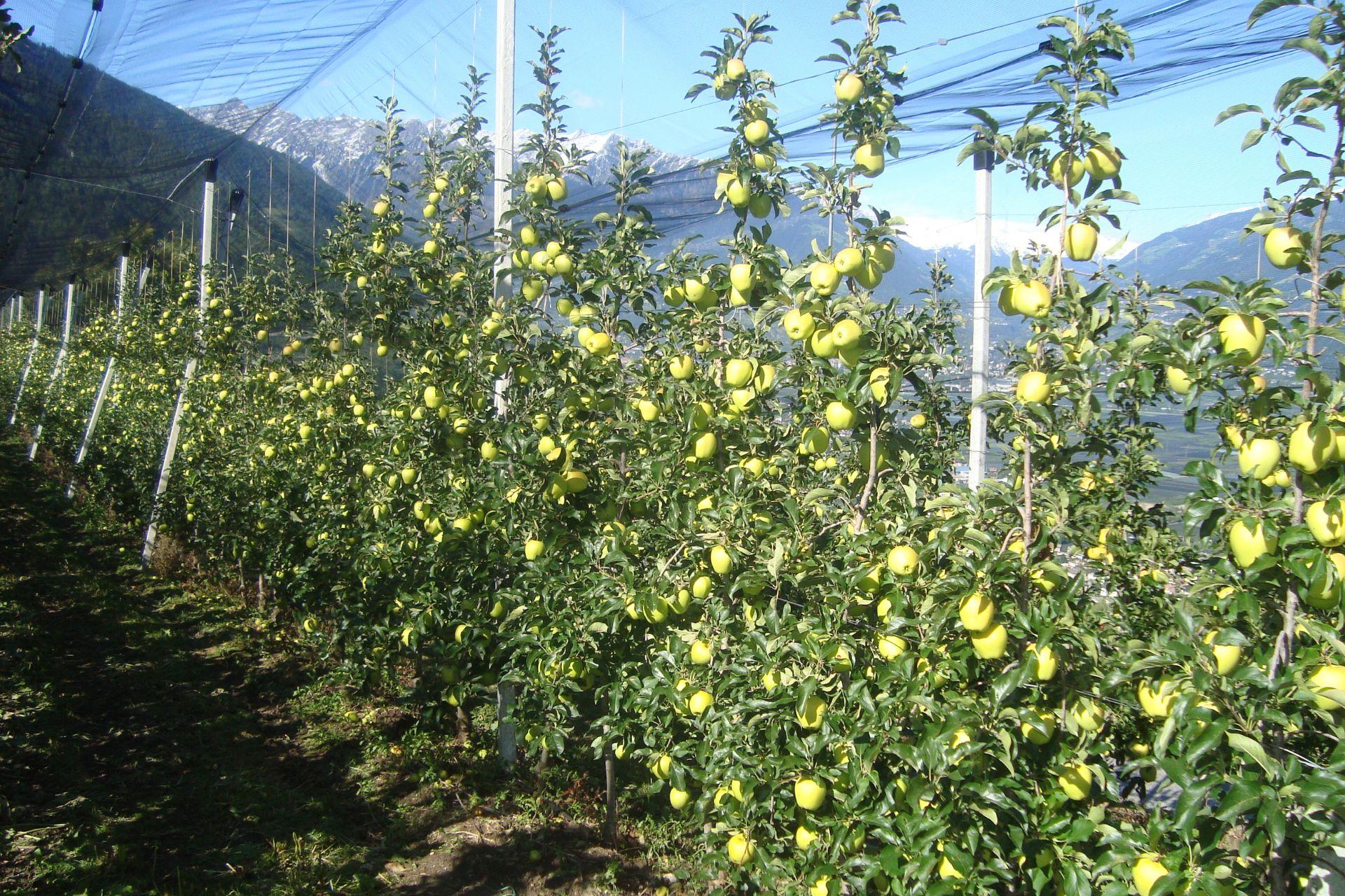 Risultati-BioAksxter-Melicoltura-results-apple-growing.jpg