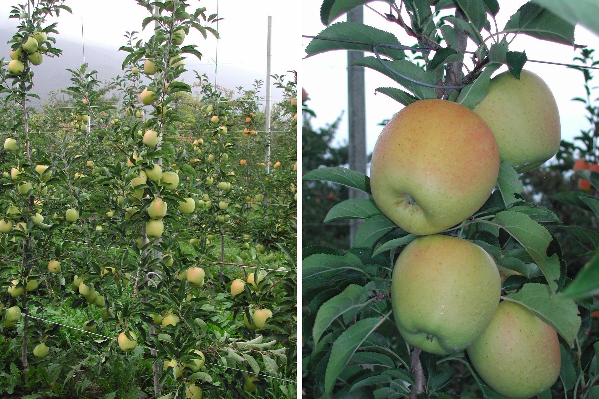 Risultati-in-melicoltura-con-BioAksxter-results-with-BioAksxter-apple-growing.jpg
