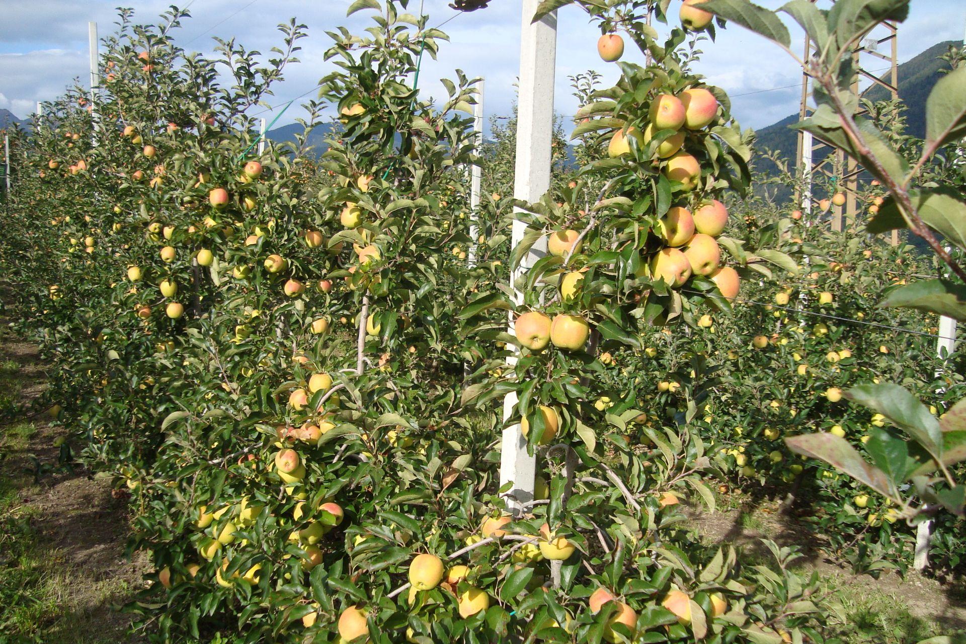 Scopazzi-del-melo-arrossamenti-fogliari-ridotti-con-BioAksxter-Apple-proliferation-low-leaf-redness-with-BioAksxter.jpg