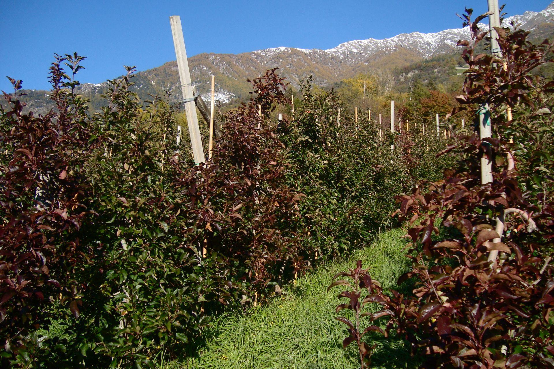 Scopazzi-del-melo-Bolzano-apple-proliferation.jpg