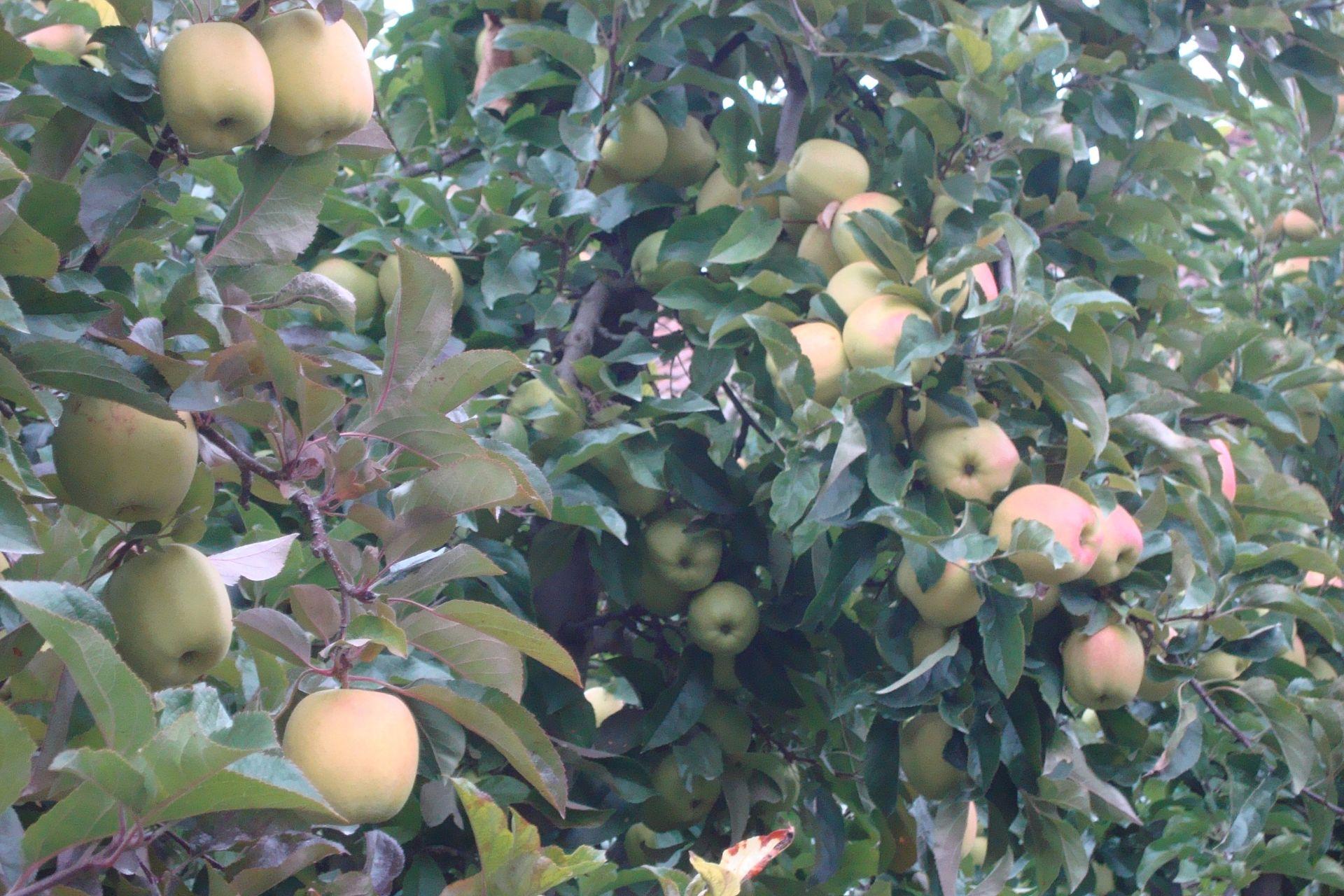 Scopazzi-del-melo-elevata-pezzatura-dei-frutti-con-BioAksxter-Apple-proliferation-higher-fruit-volume-with-BioAksxter.jpg