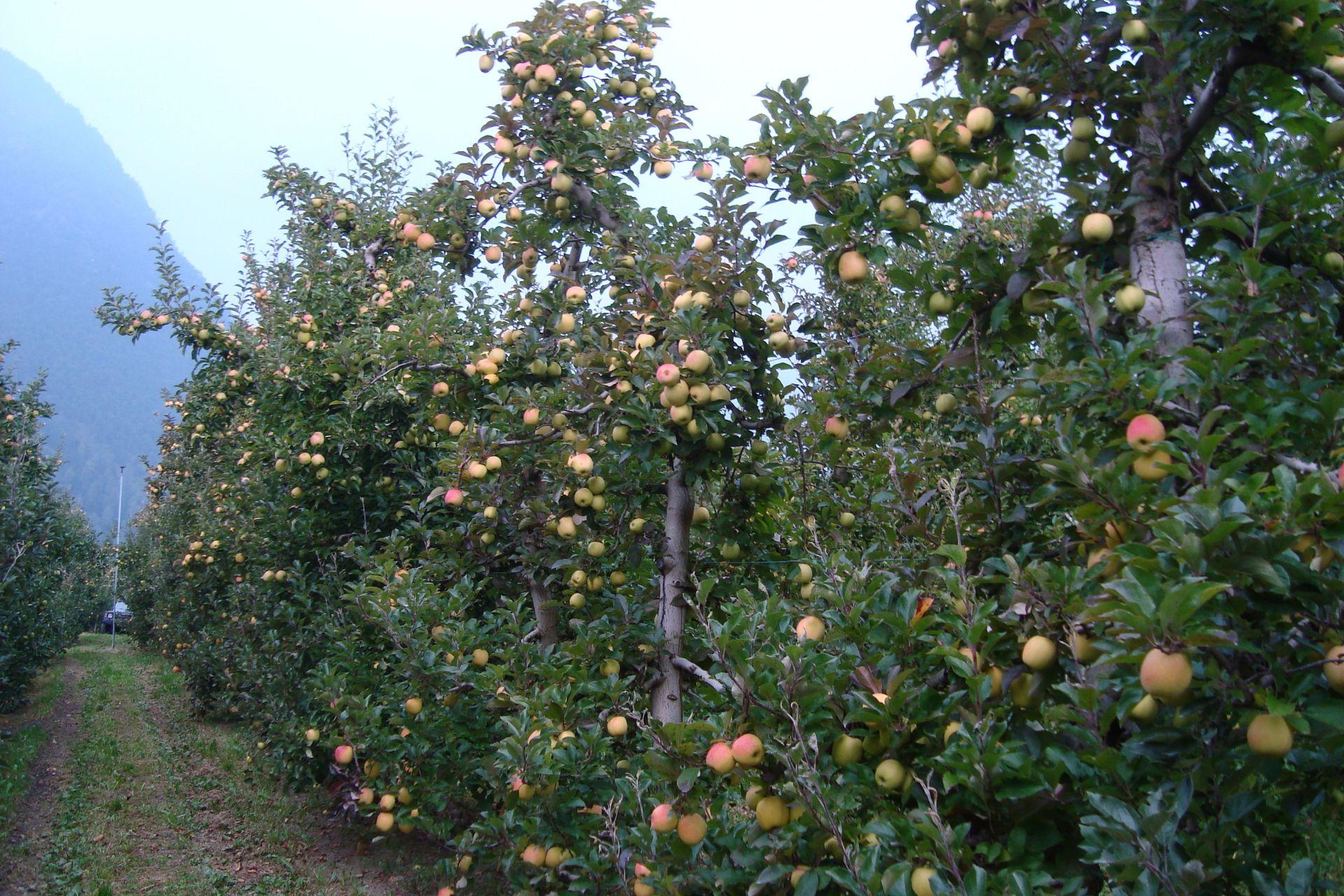 Scopazzi-del-melo-trattamenti-con-BioAksxter-Apple-proliferation-treatments-with-BioAksxter.jpg