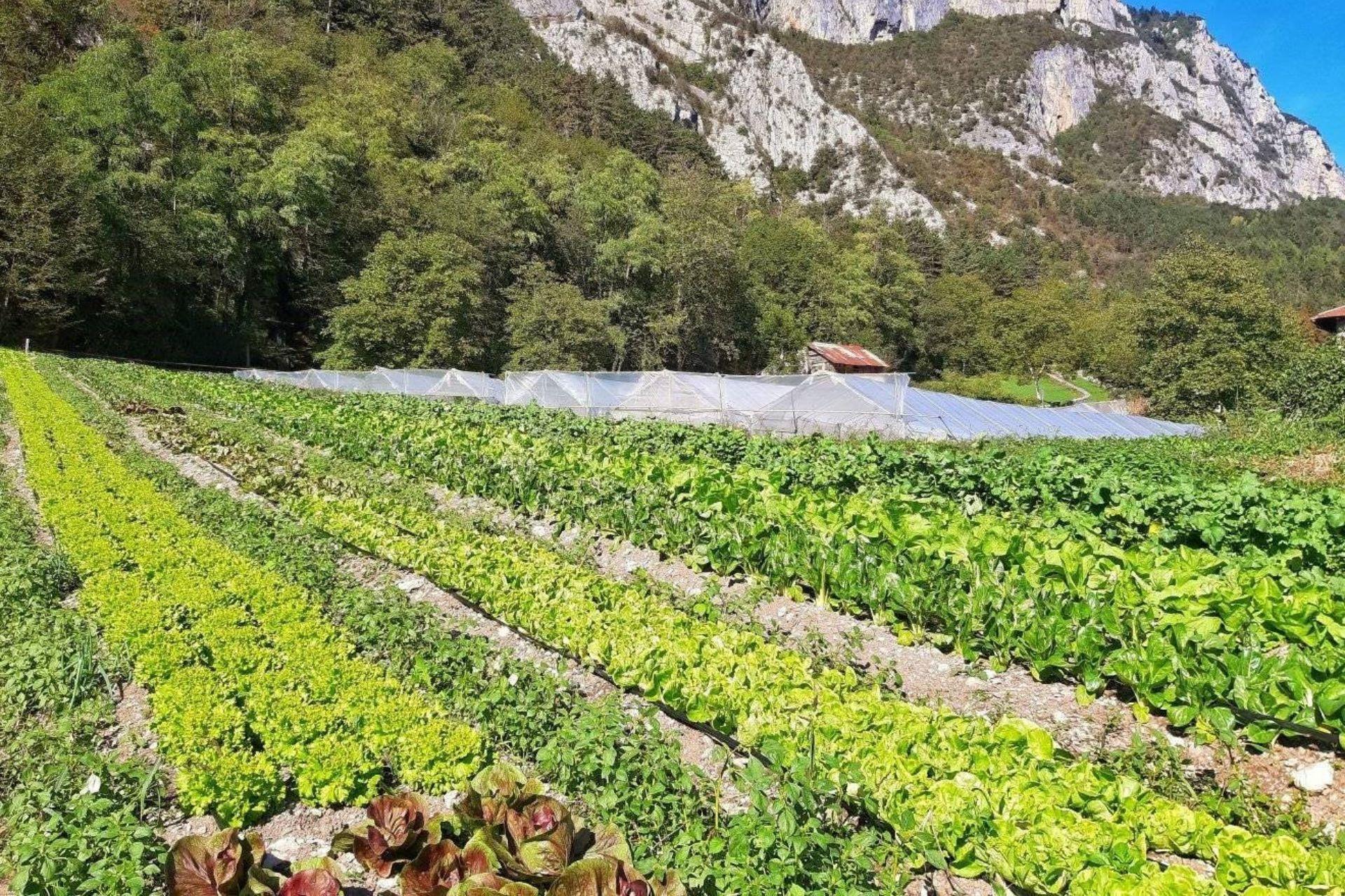 Scorcio-azienda-Glimpse-of-the-farm-Orto-di-Mamma-Patty.jpg