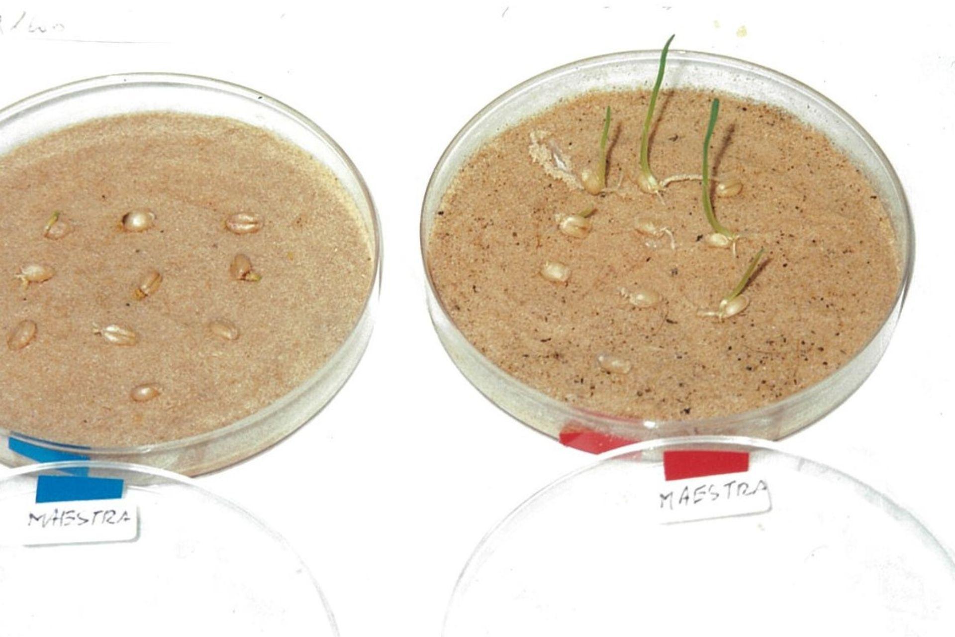 test-di-germinazione-frumento-in-sabbia-desertica-2001-BioAksxter.jpg