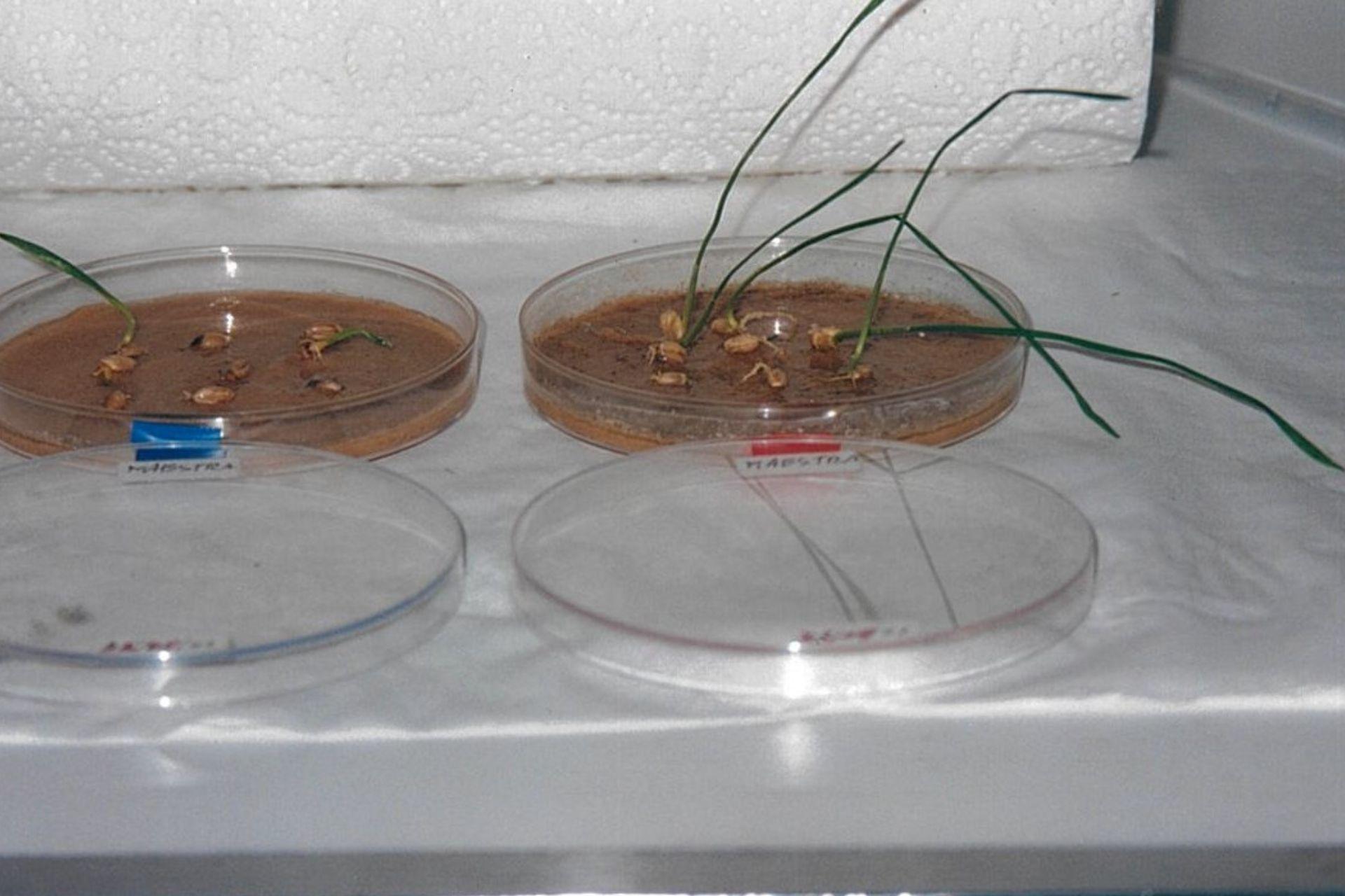 test-di-germinazione-frumento-in-sabbia-desertica-BioAksxter-2001.jpg