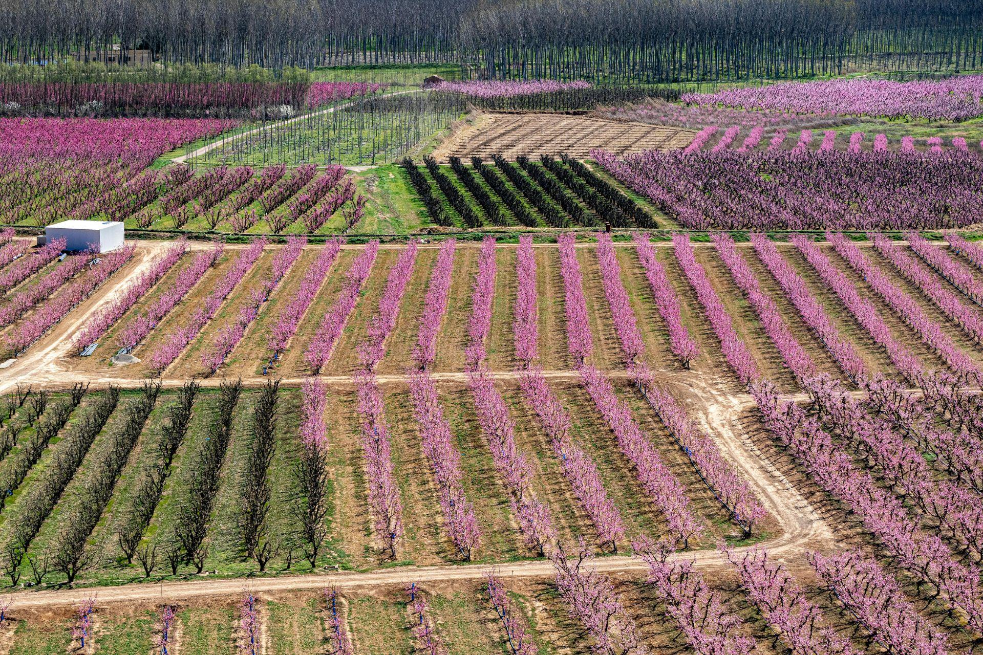 Trattamenti-in-fioritura-con-BioAksxter-fioritura-pesco-albicocco-agrumi-ulivo-vite-Flowering-treatments.jpg