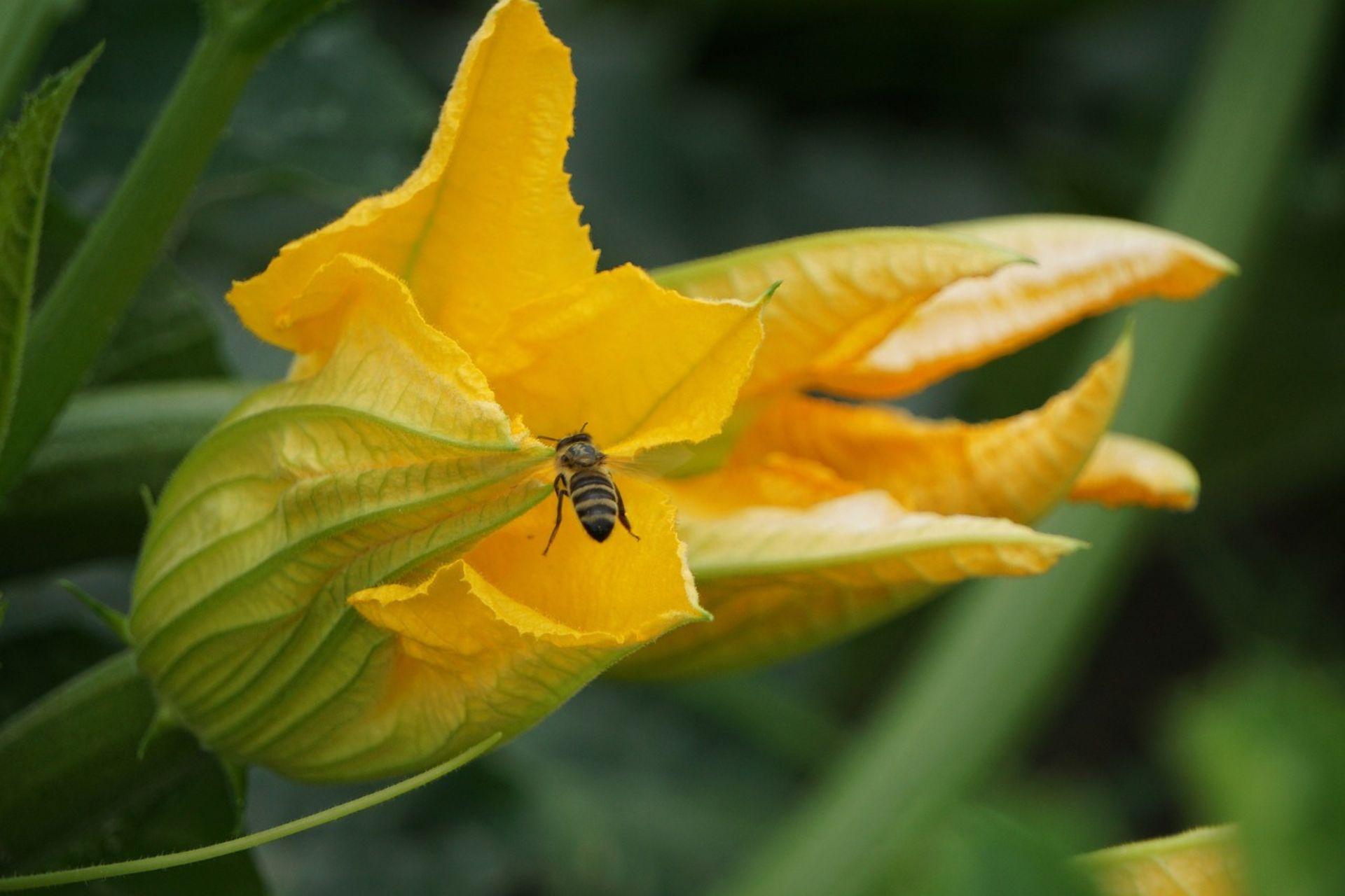 Trattamento-in-Fioritura-e-Tutela-delle-Api-BioAksxter-Flowering-Treatment-and-Bee-Protection.jpg