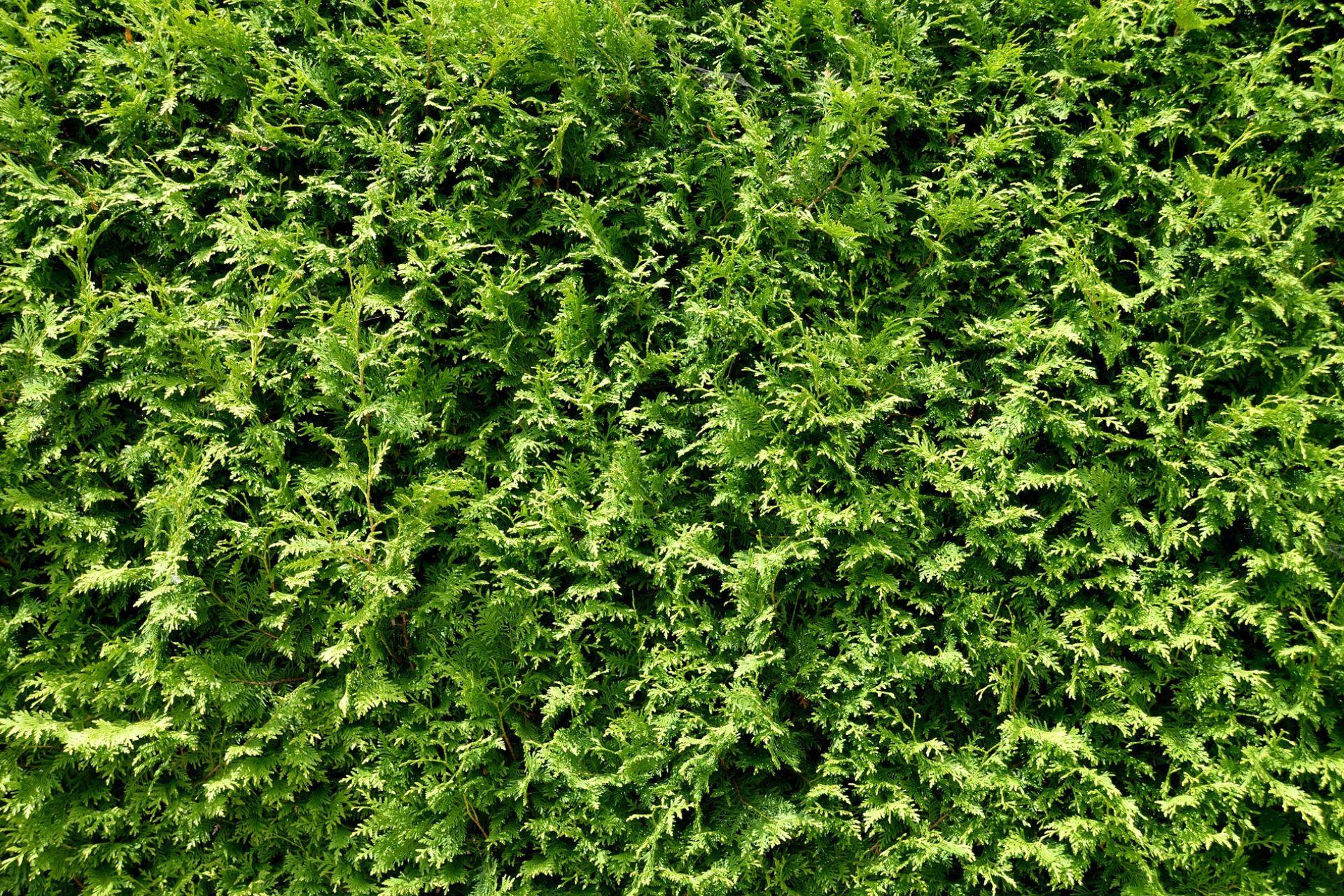 Tuia-siepe-Thuja-hedge.jpg