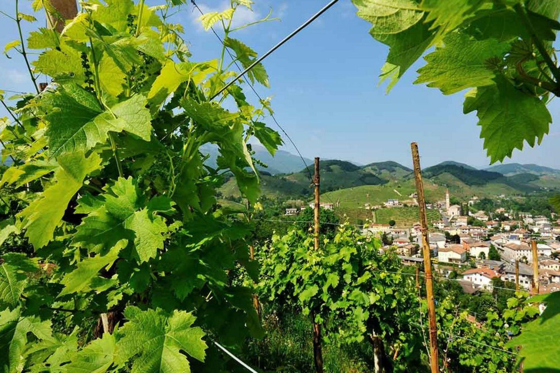 Vigneto-Azienda-Agricola-Michele-Rasera.jpg