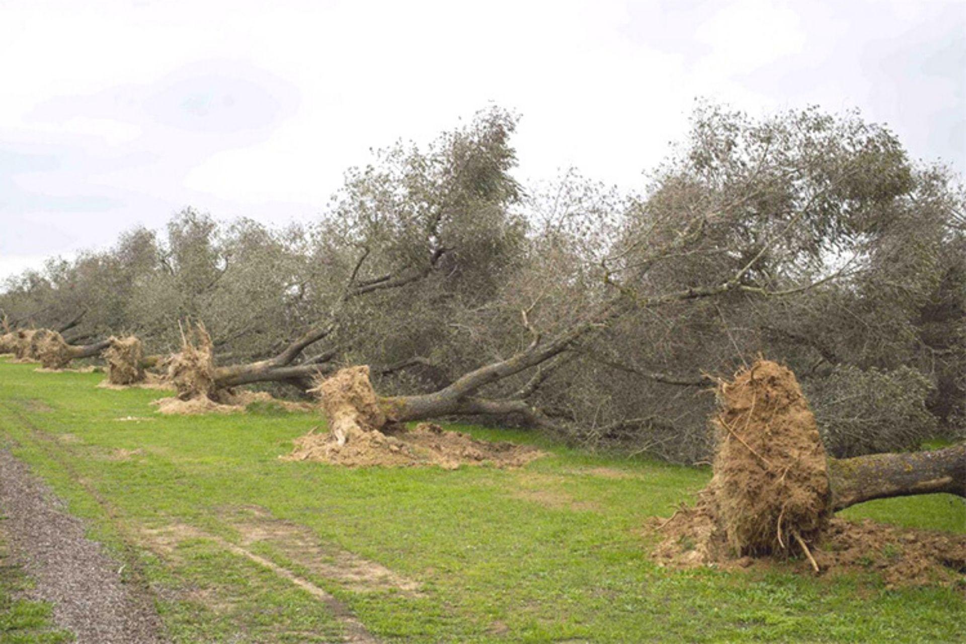 Xylella-alberi-rid.jpg