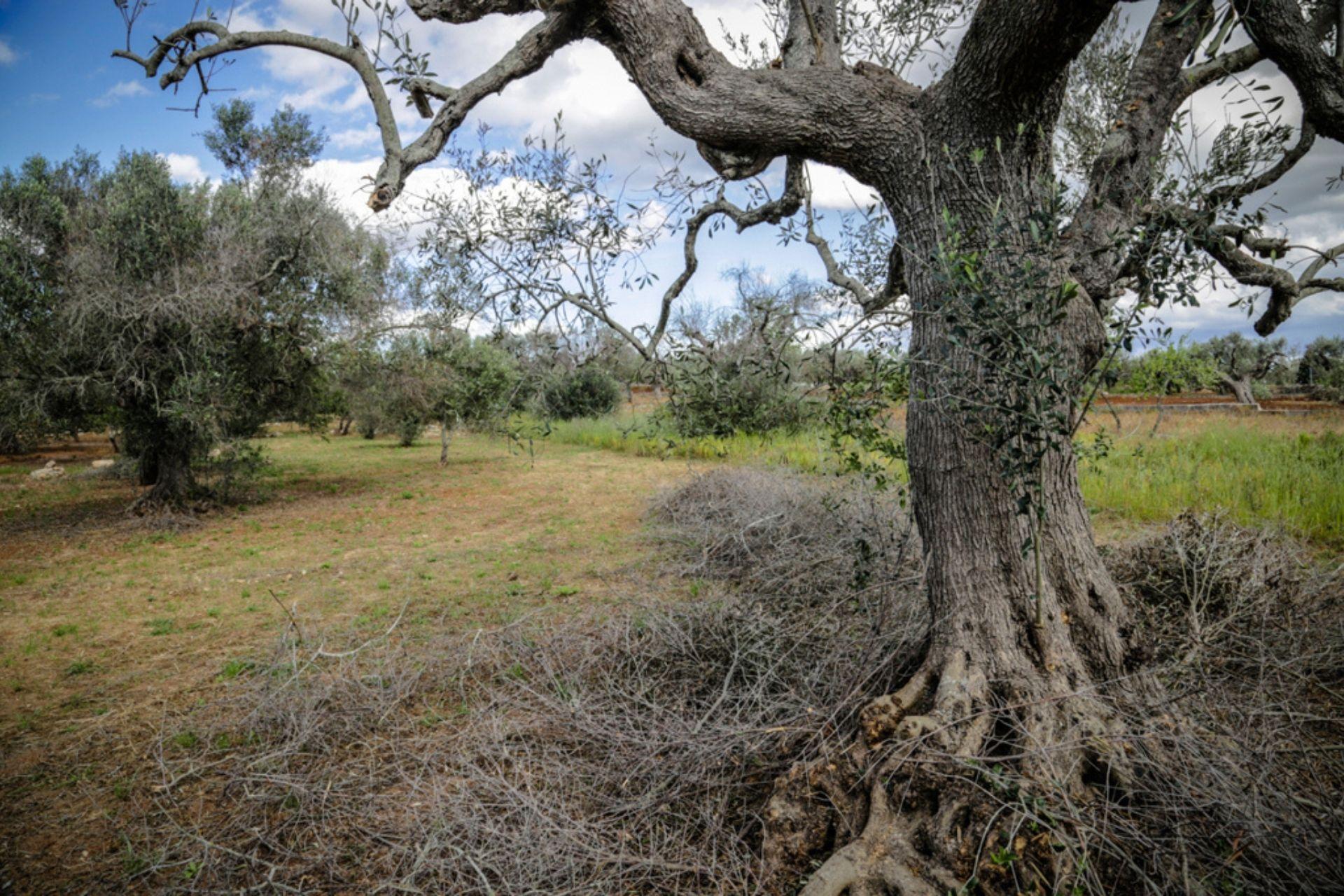 Xylella-alberi2rid.jpg