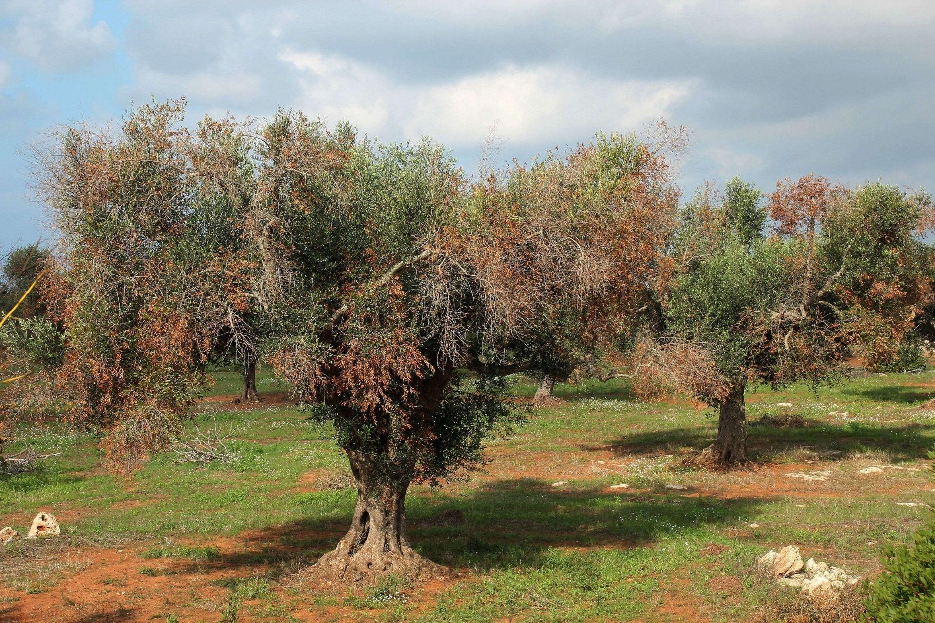 Xylella-come-risolvere.jpg