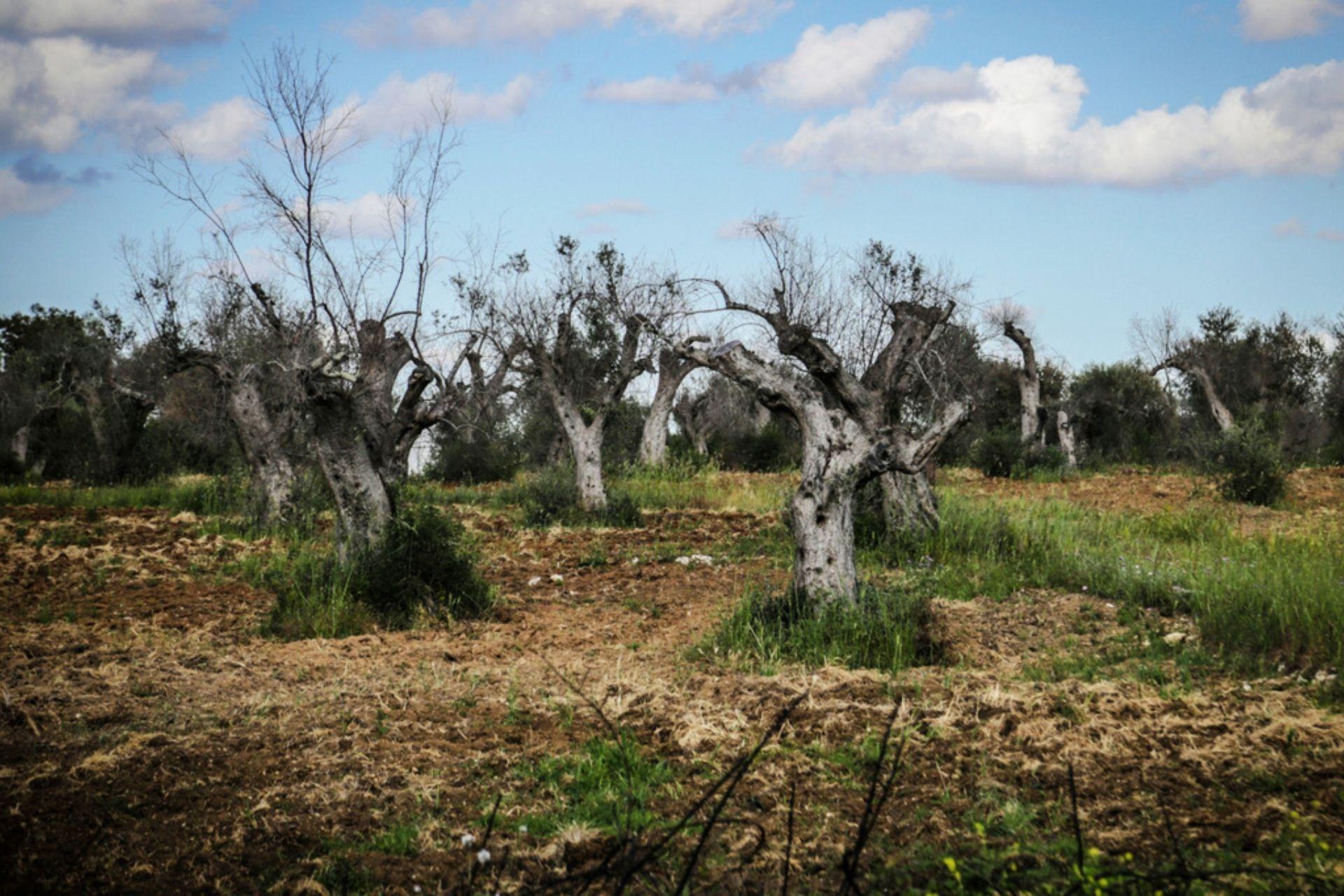 xylella23-rid.jpg