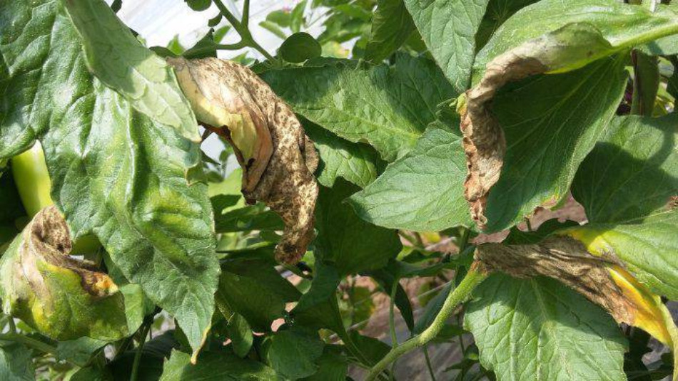 fattori-predisponenti-peronospora-del-pomodoro.jpg