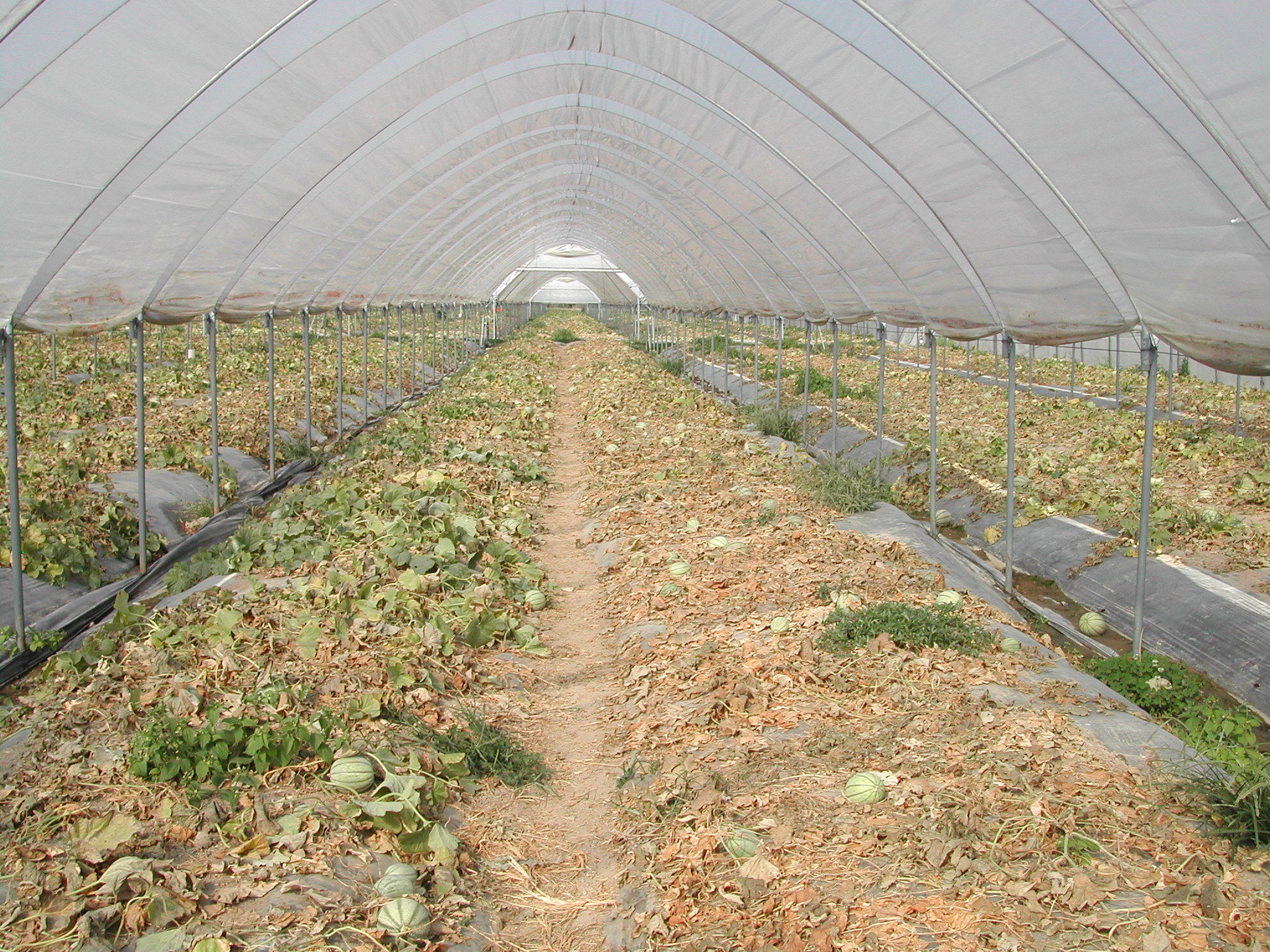 1-collasso-del-melone-caso-studio-azienda-agricola-con-BioAksxter.JPG