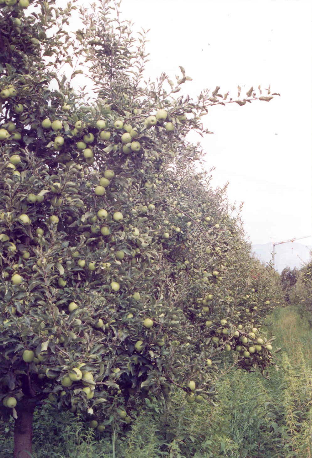 1-coltura-biologica-di-mele-variet-Gold-Rush-altamente-produttiva-con-BioAksxter.jpg 1-coltura-biologica-di-mele-variet-Gold-Rush-altamente-produttiva-con-BioAksxter.jpg