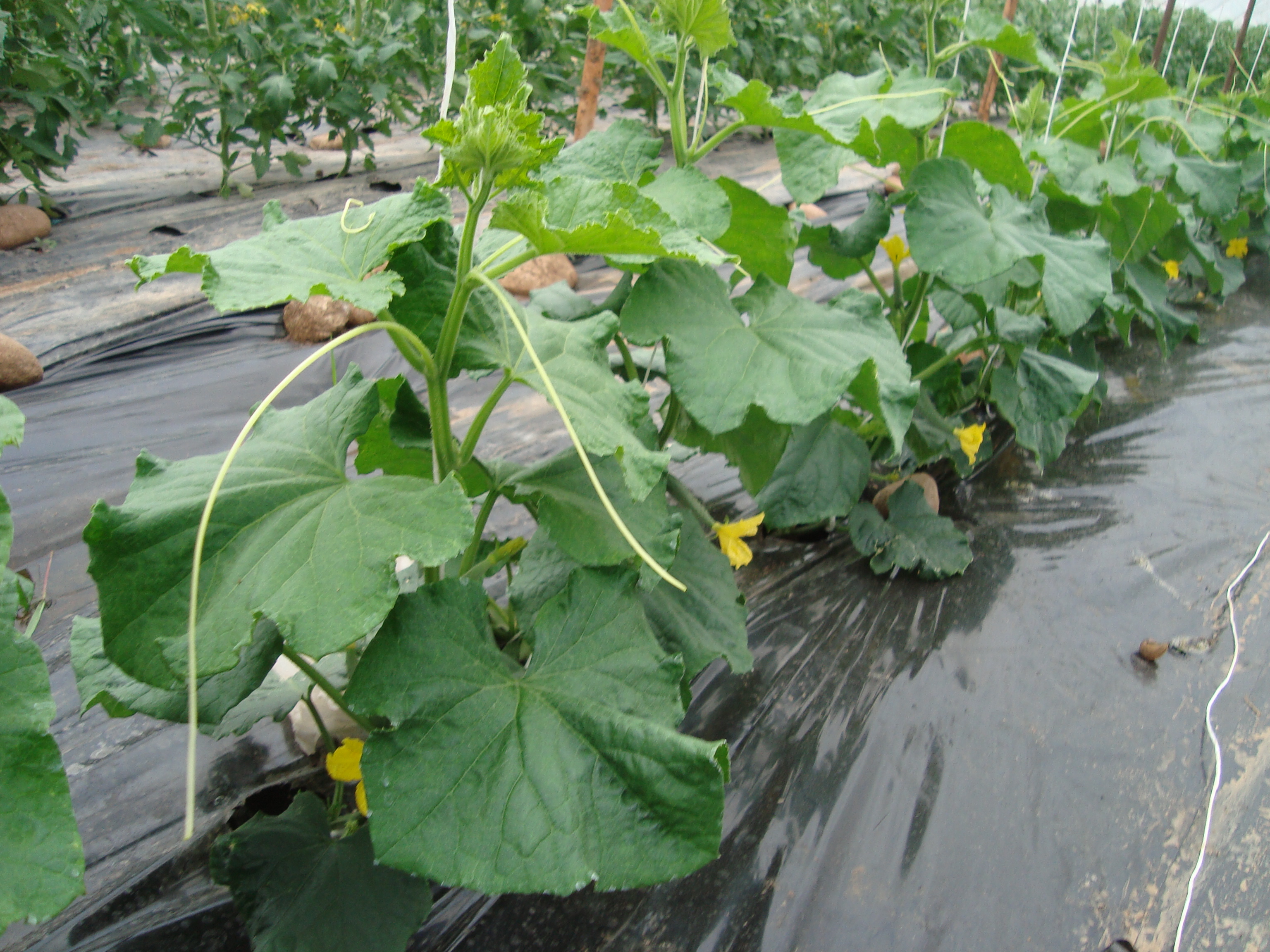 1-coltura-di-cetriolo-senza-residui-trattata-con-BioAksxter.JPG 1-coltura-di-cetriolo-senza-residui-trattata-con-BioAksxter.JPG