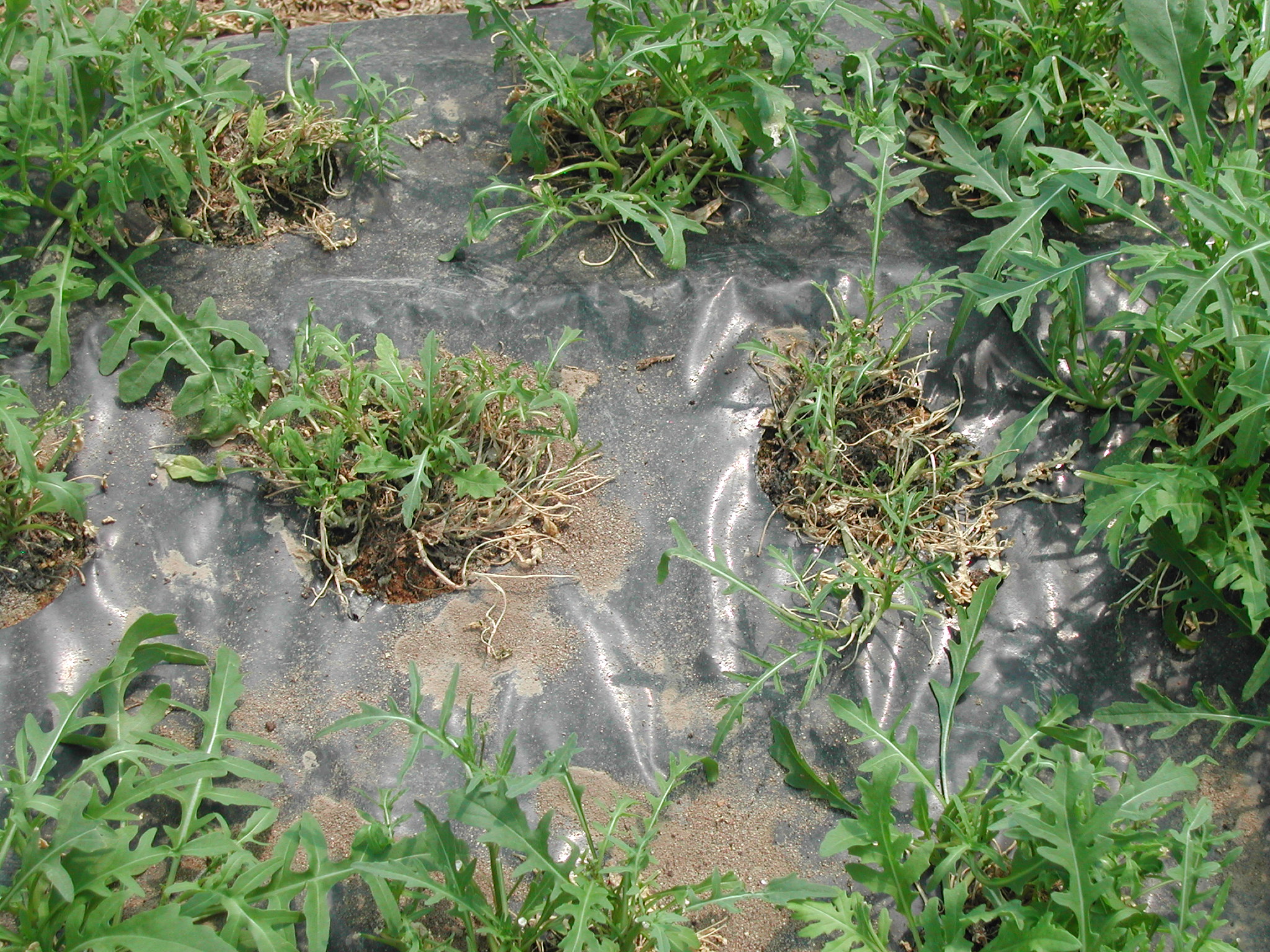 1-fusarium-rucola-fusariosi-caso-studio-BioAksxter.JPG