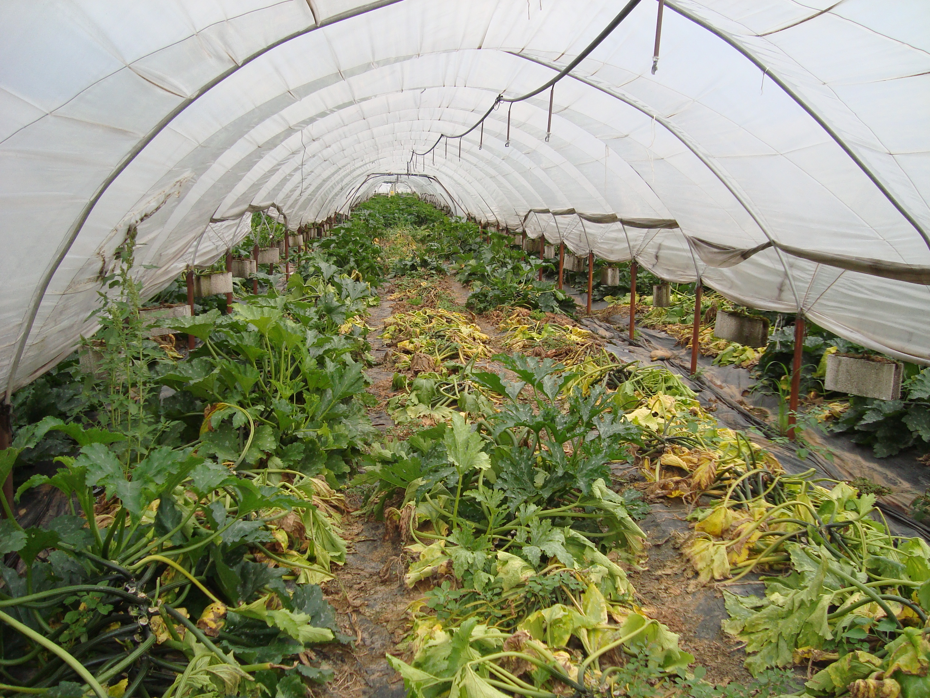 1-marciume-del-colletto-su-zucchino-in-serra-caso-studio-BioAksxter.JPG 1-marciume-del-colletto-su-zucchino-in-serra-caso-studio-BioAksxter.JPG