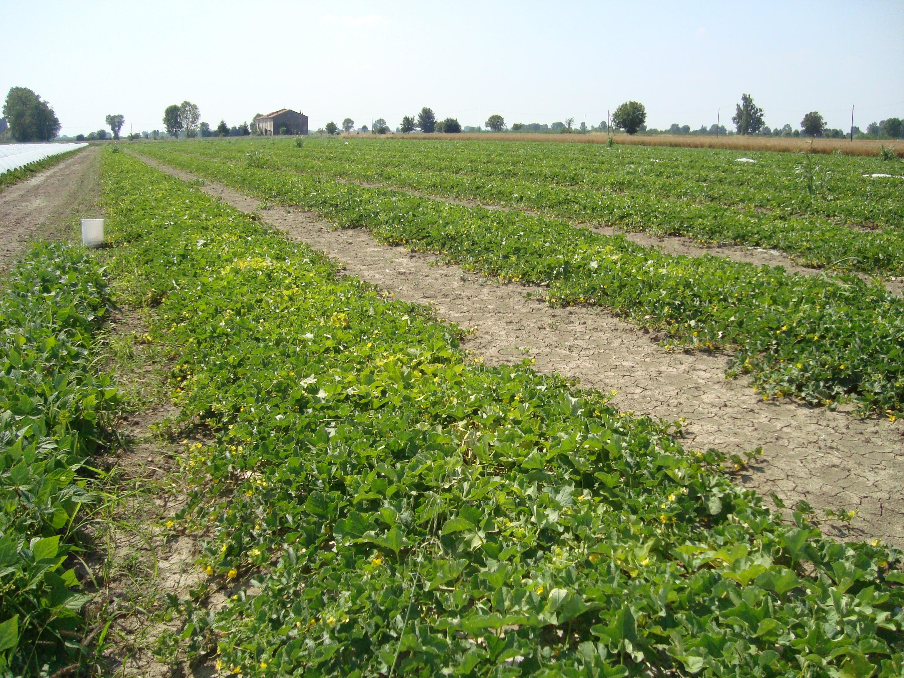 1-peronospora-melone-in-pieno-campo-caso-studio.JPG