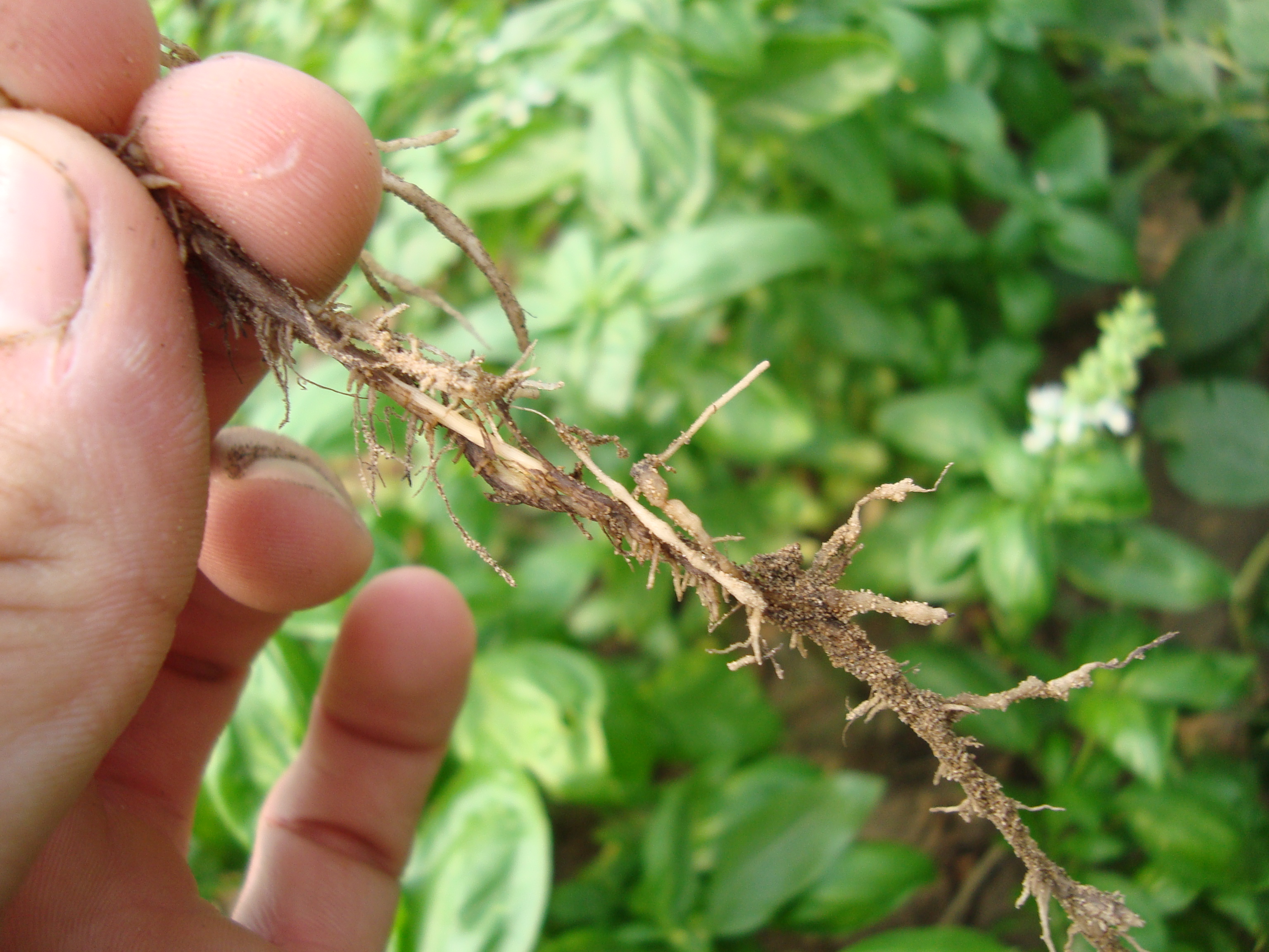 1-Radice-di-basilico-colpita-da-Fusarium-e-nematodi.JPG 1-Radice-di-basilico-colpita-da-Fusarium-e-nematodi.JPG