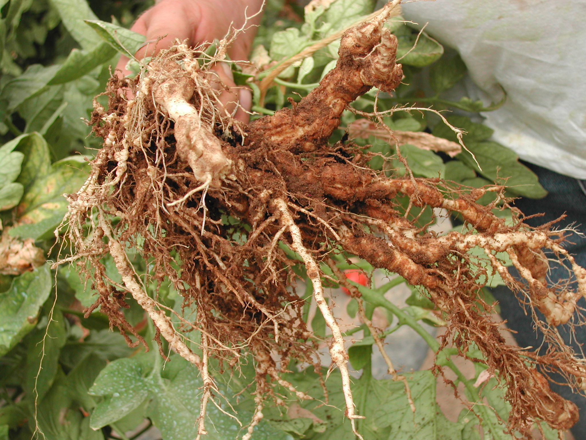 1-Radice-di-pomodoro-fortemente-colpita-da-nematodi.JPG